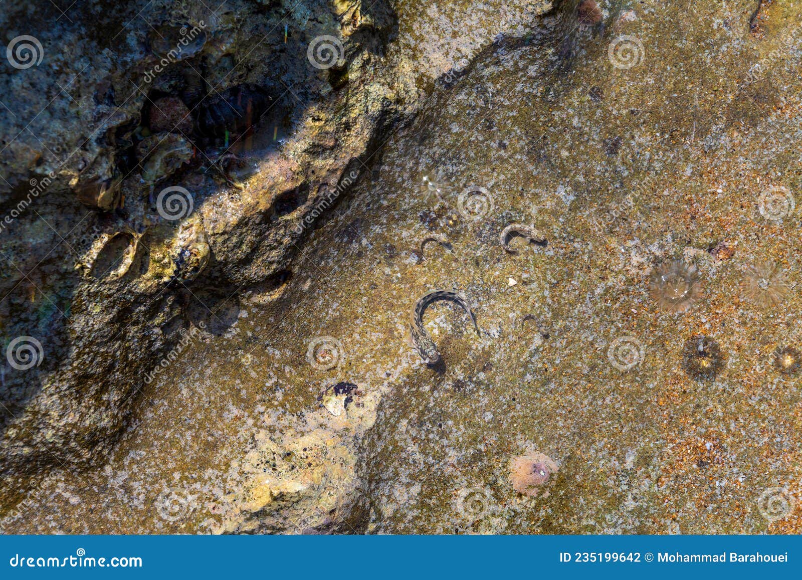 chitons fossils on the beach of chabahar,iran