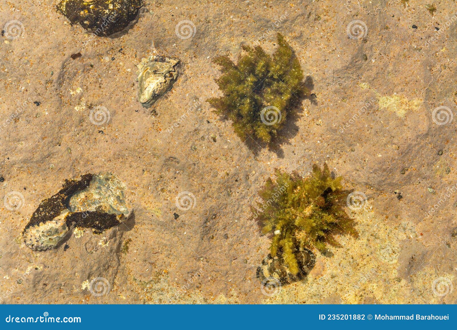 chitons fossils on the beach of chabahar,iran