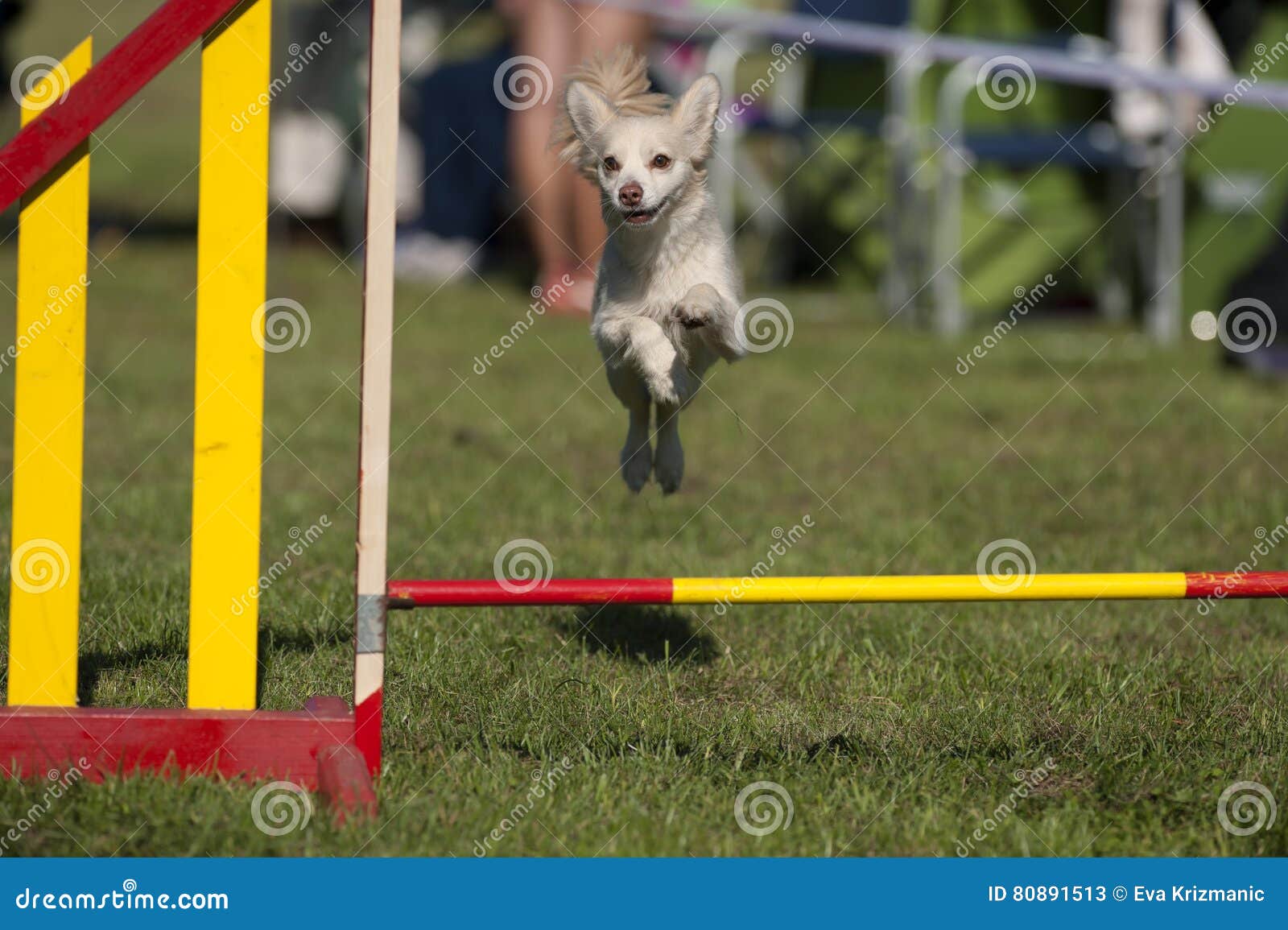 Chiuaua Dog Jumping Over Hurdle on Agility Course Stock Image Image