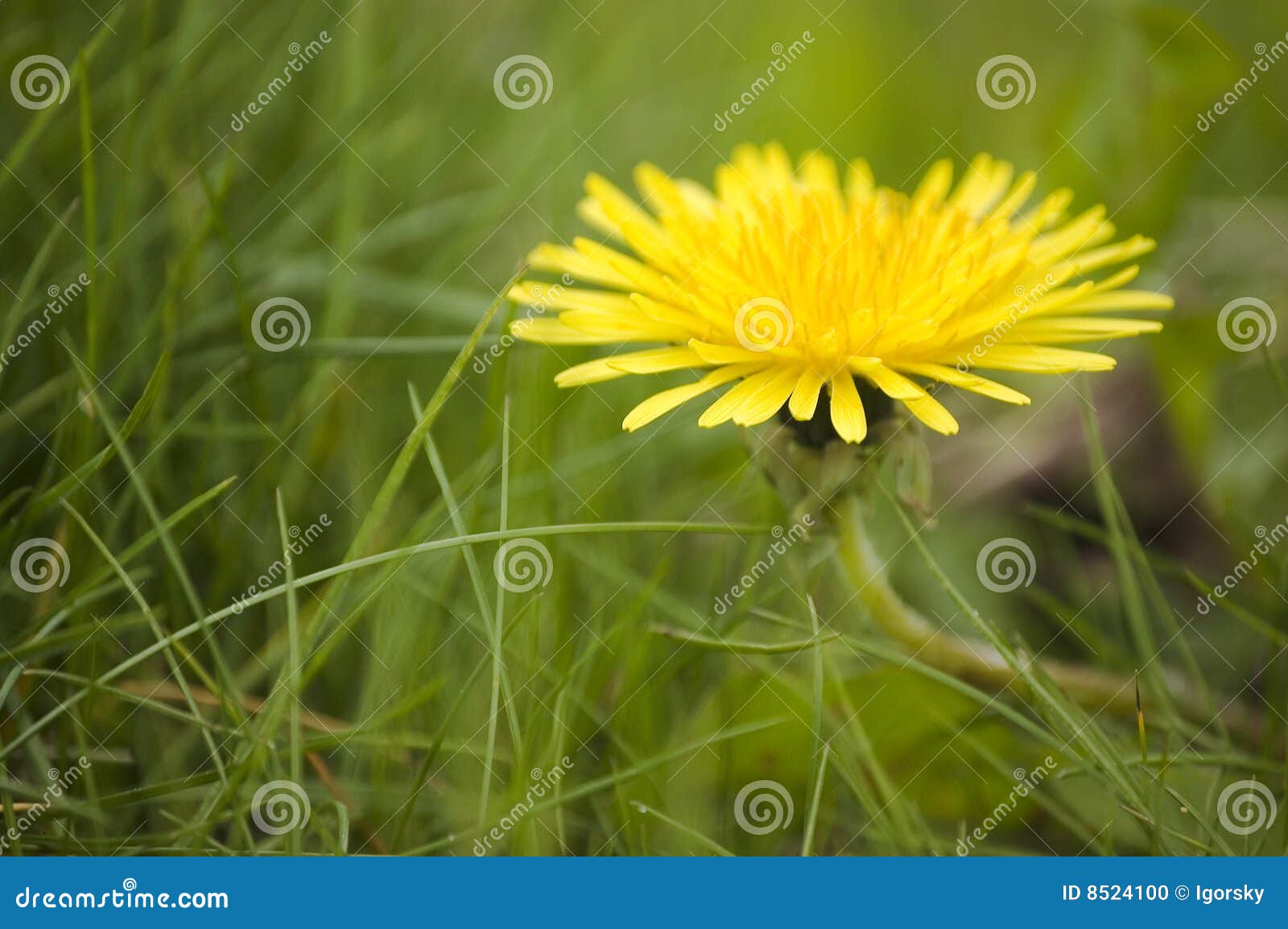 Chiuda in su del fiore con erba verde. Fine in su del fiore con erba verde sui precedenti