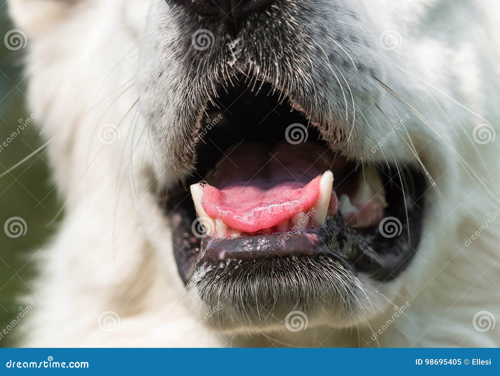 Chiuda Su Della Bocca Del Cane Immagine Stock Immagine di testa