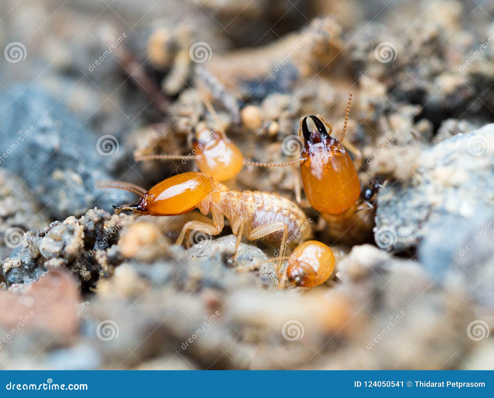 Chiuda Sulle Termiti O Sulle Formiche Bianche Distrutte Immagine Stock Immagine Di Animale Distrutto