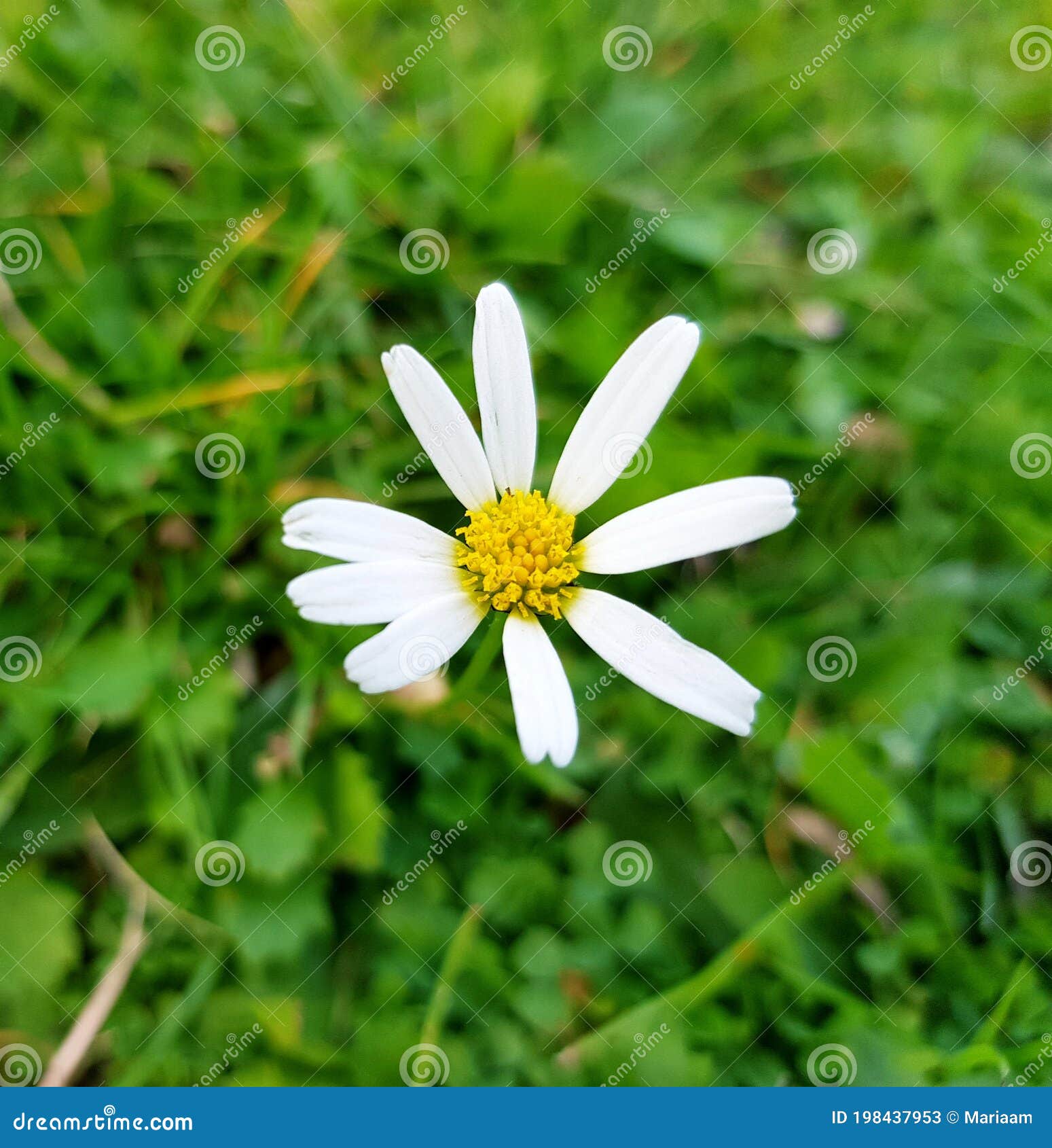 Chiusura di margherita sul prato. petali e dettagli di fioritura. prato. Chiusura di margherita sui prati in giardino. petali e dettagli di fioritura. fiore singolo su prato verde. fiori di margherita selvatica.