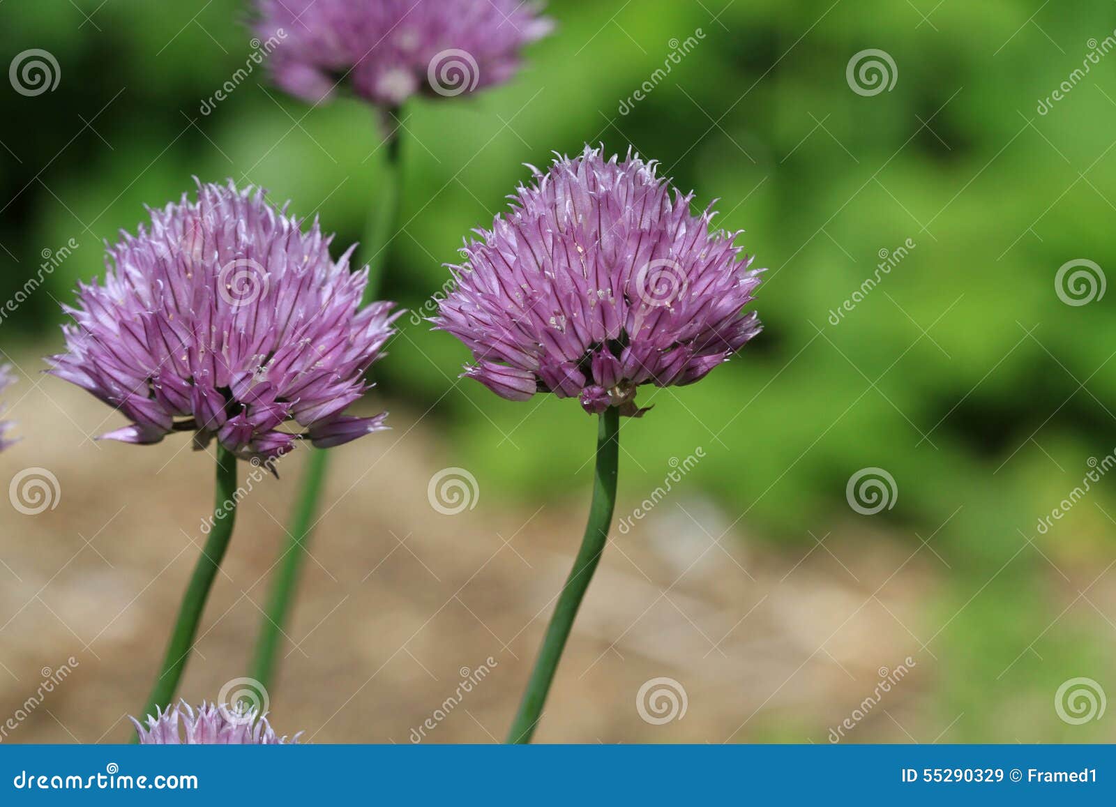 Chive flower head stock image. Image of garden, healthy 55290329