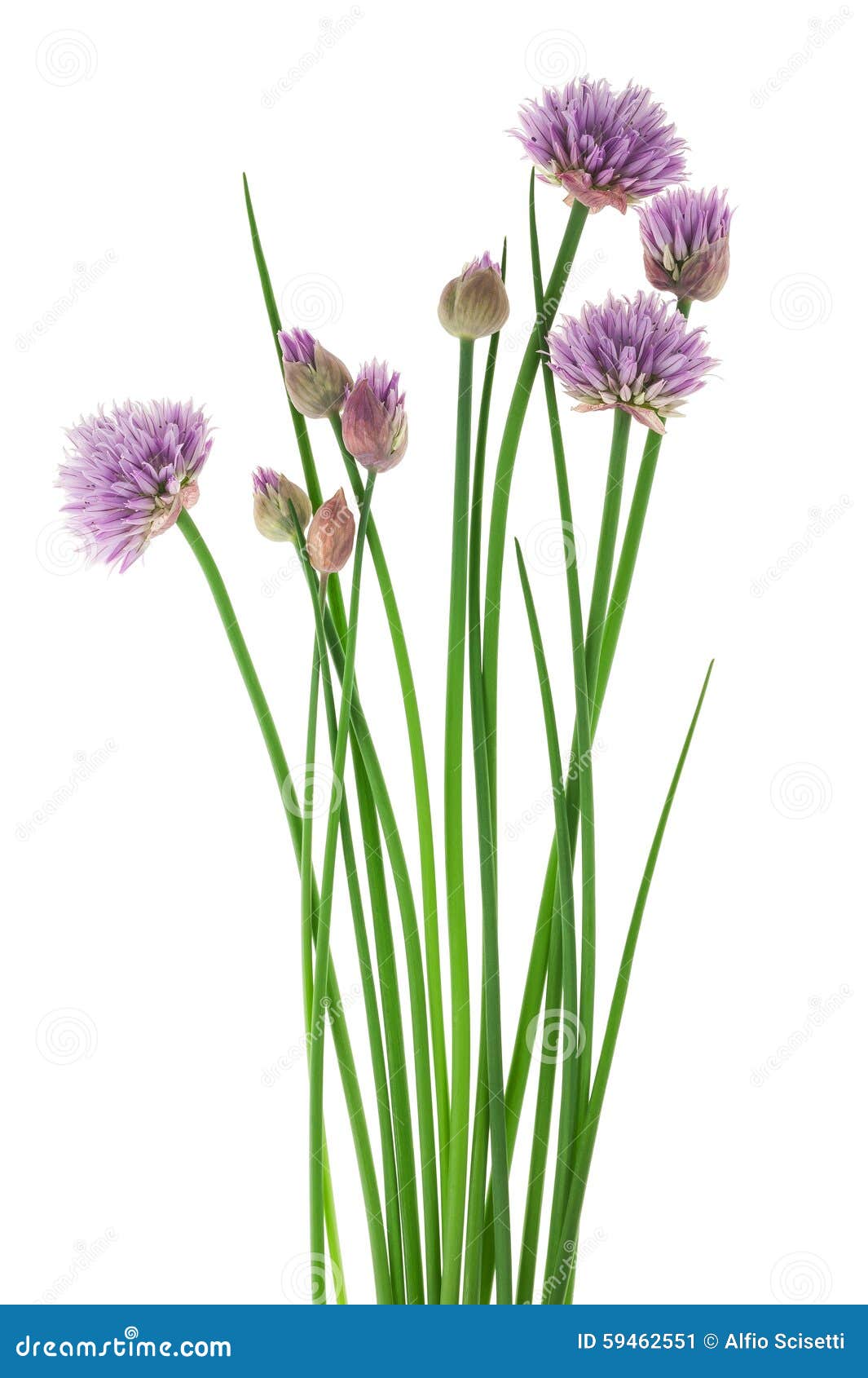Chive Flowers Stock Photo Image 59462551
