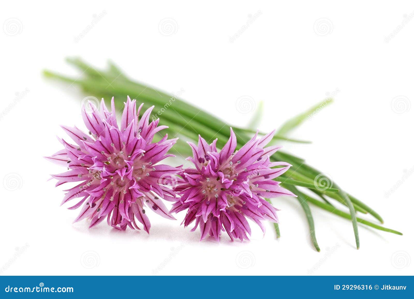 chives