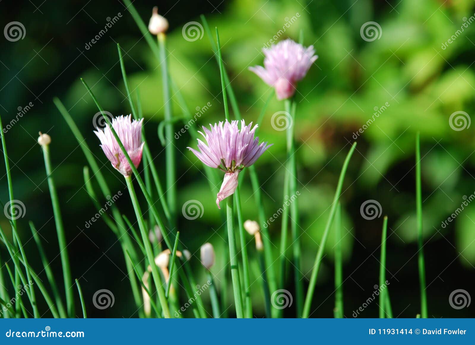 Chives in flower stock photo. Image of plant, heads, herb 11931414