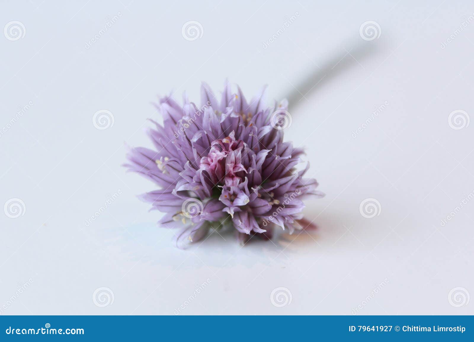 Chives flower stock image. Image of white, nature, bloom 79641927