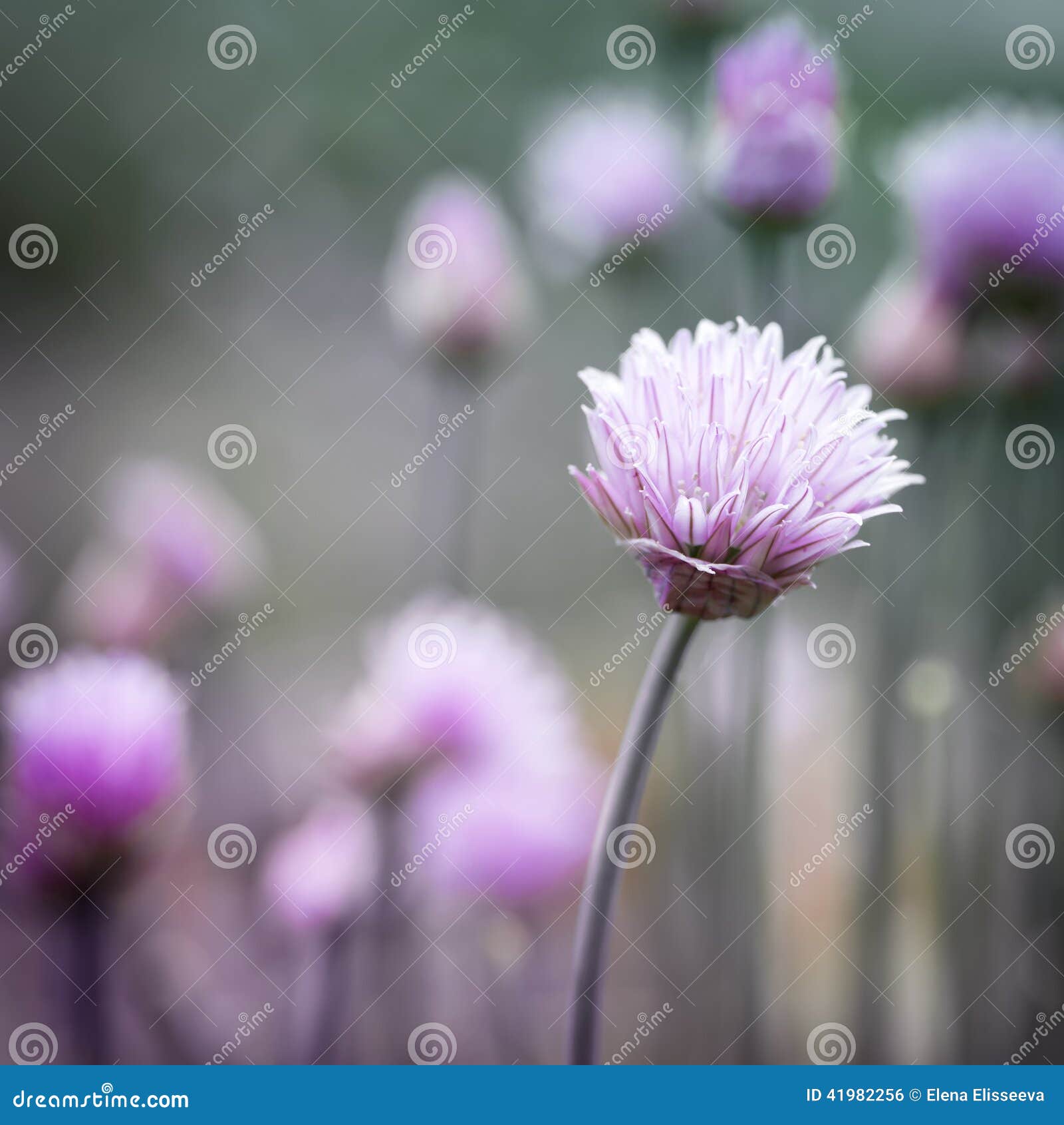 Are Chive Flowers Bad For Dogs