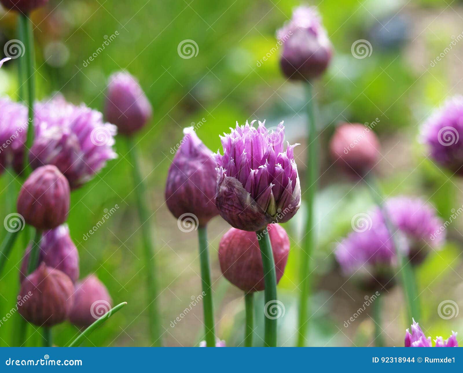 Chives with flowers stock photo. Image of onions, edible 92318944