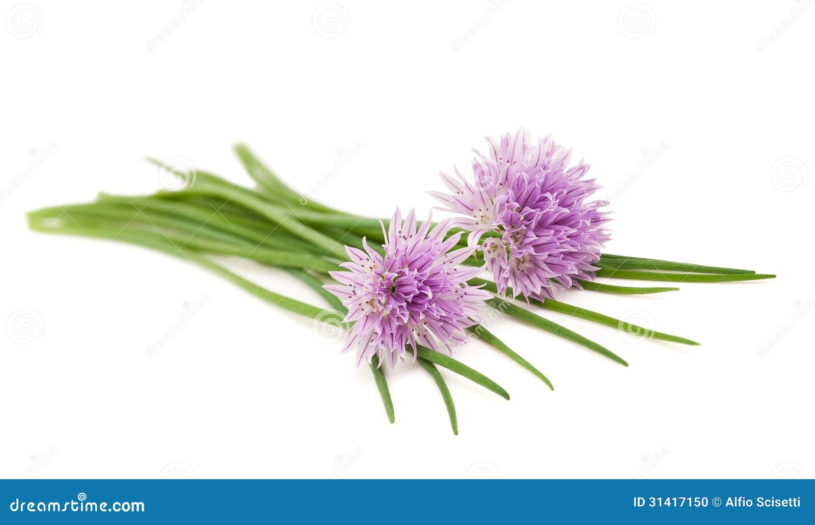 Chives flowers stock photo. Image of diet, flavoring 31417150