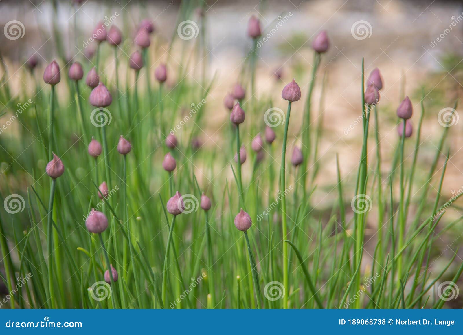 Chives with pink flowers stock photo. Image of brisil 189068738