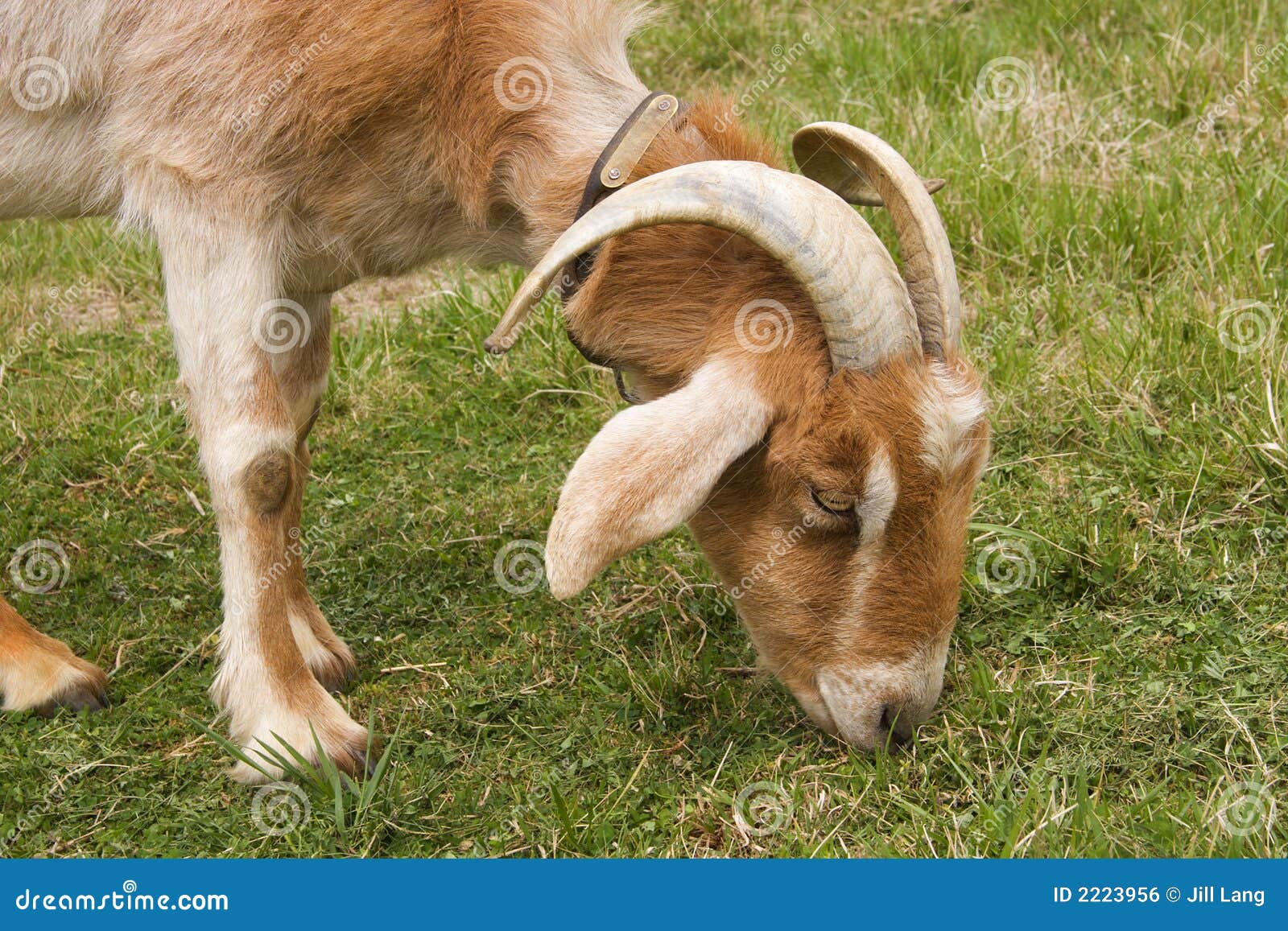 Chivo expiatorio foto de archivo. Imagen de claxon, mascota 2223956