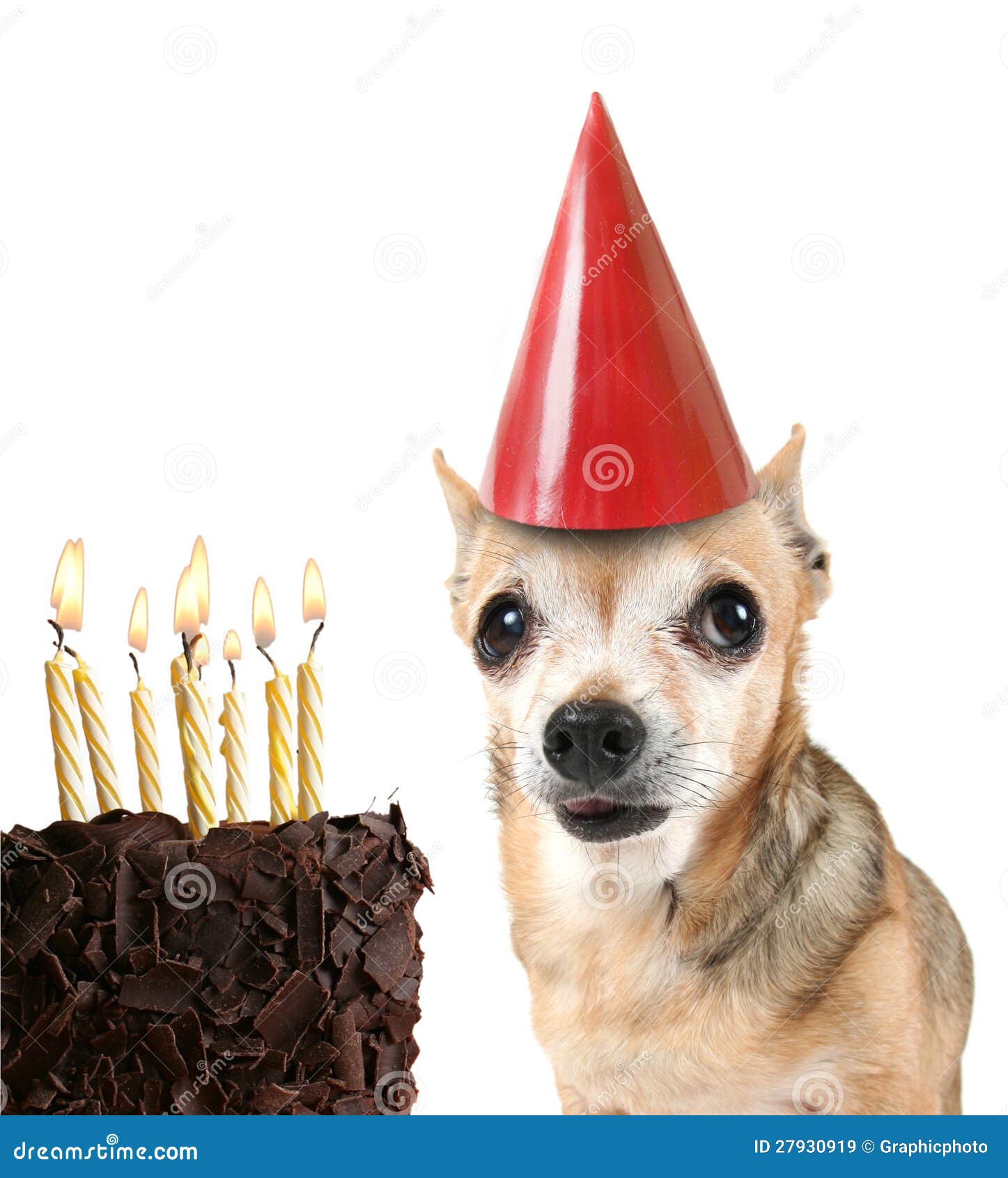 Chiwawa Avec Le Gateau D Anniversaire Et Un Chapeau De Reception Image Stock Image Du Gateau Chapeau Chiwawa Avec Le Gateau D Anniversaire Et Un Chapeau De Reception Image Stock Image Du Gateau Chapeau