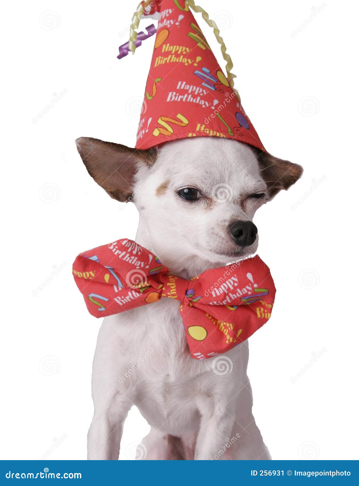 Chiwawa Dans Un Chapeau D Anniversaire Image Stock Image Du Dans Anniversaire Chiwawa Dans Un Chapeau D Anniversaire Image Stock Image Du Dans Anniversaire