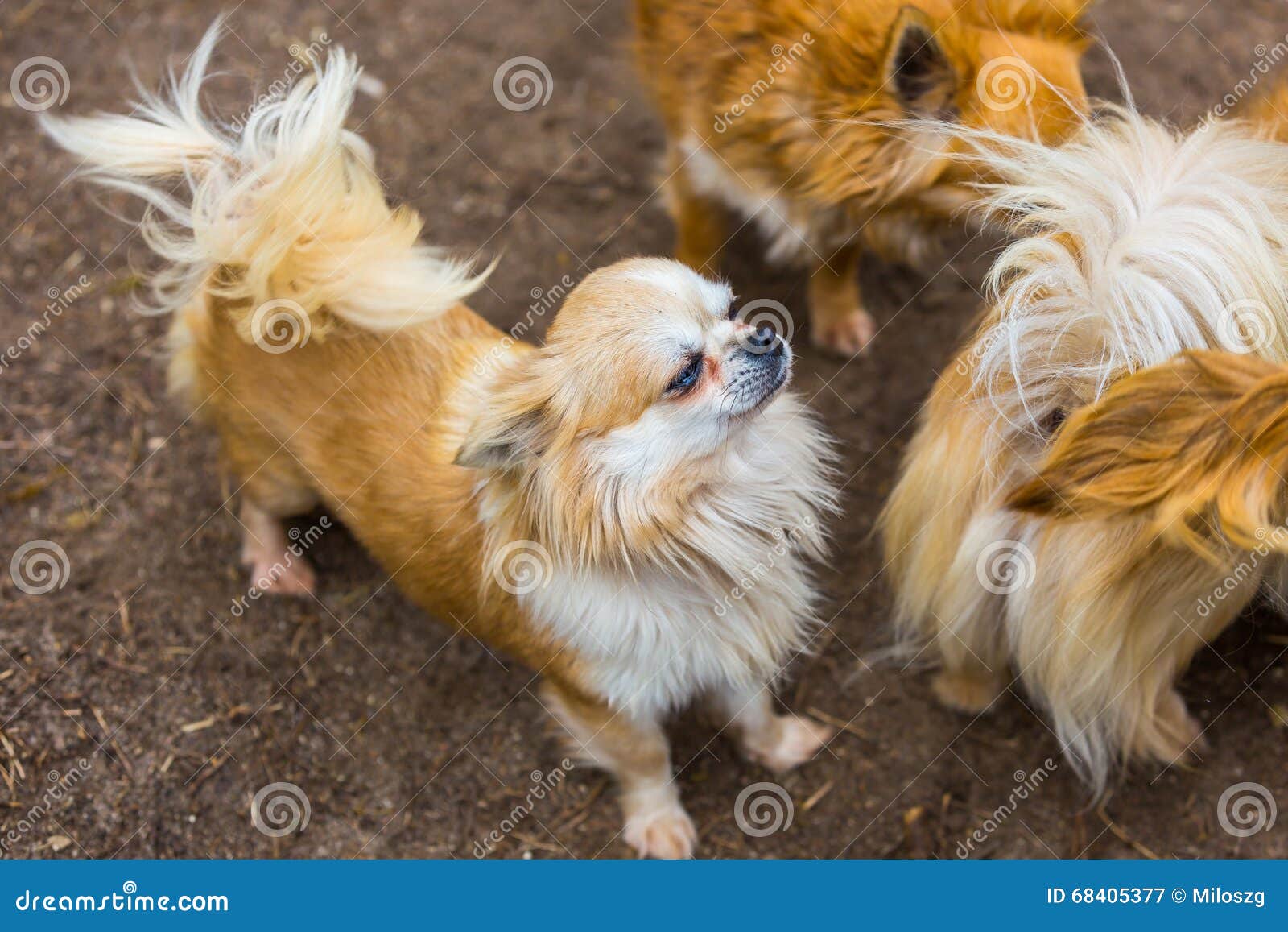 Chiwawa Dogs In Outdoor Stock Image Image Of Breed Hair 68405377