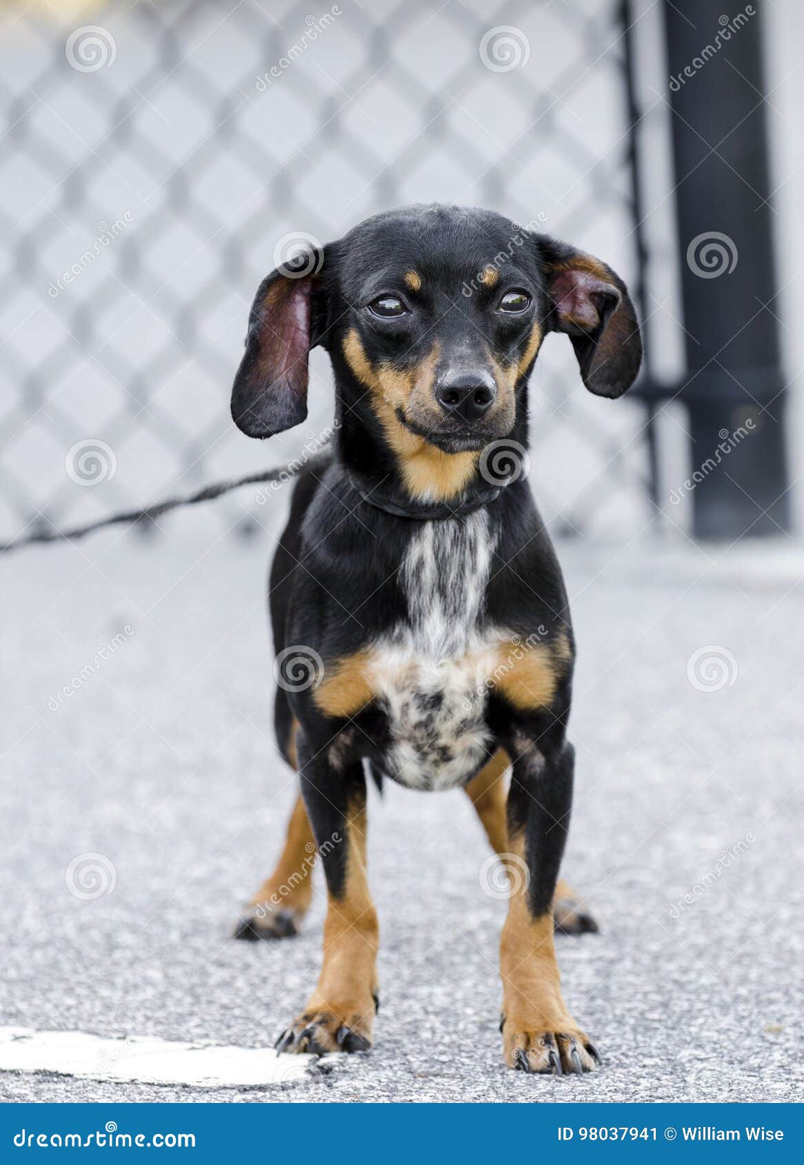 chihuahua and chiweenie mix