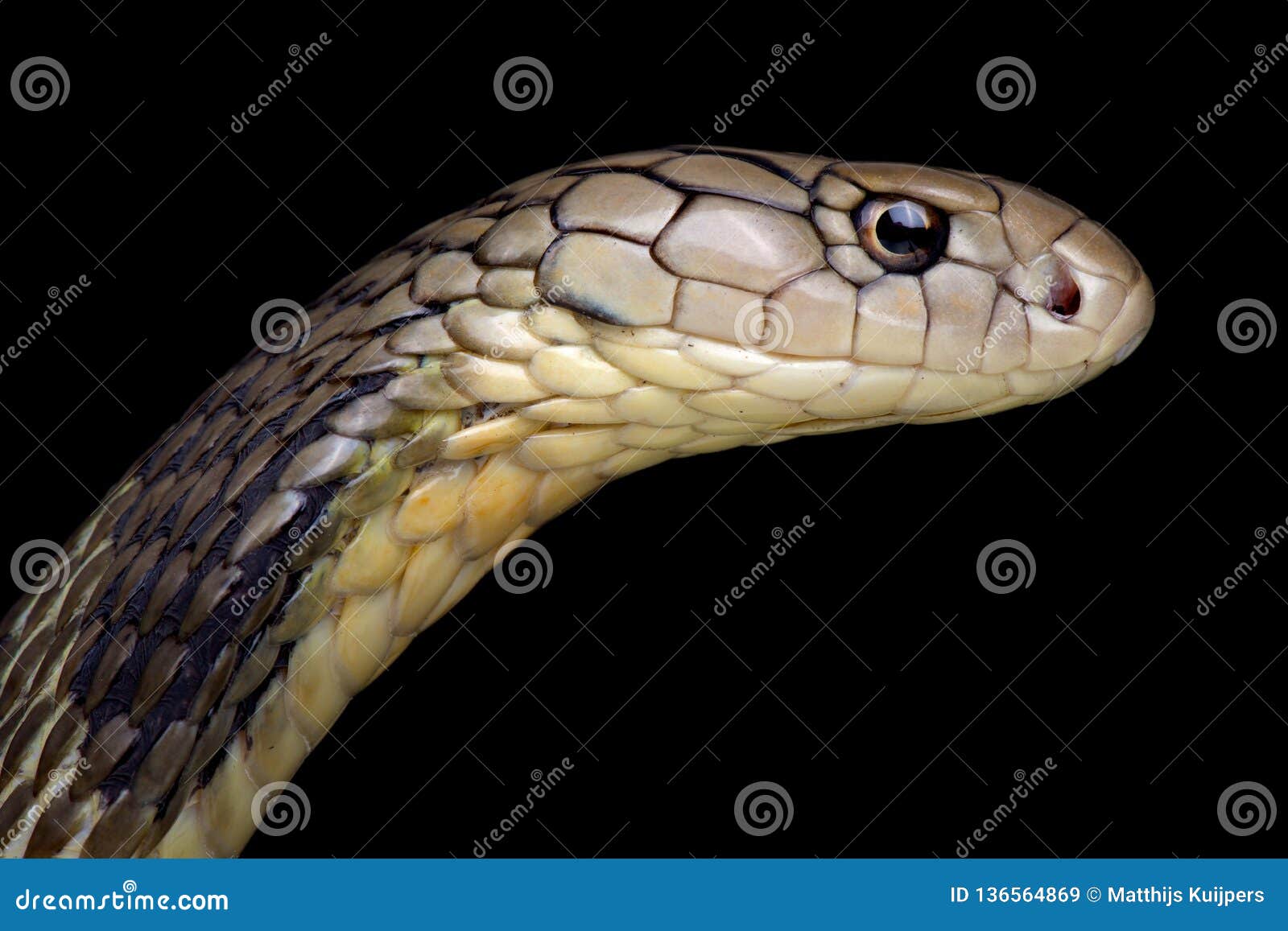 Chiński królewiątko kobry Ophiophagus Hannah jest ampułą, wysoce venomous, węży gatunki