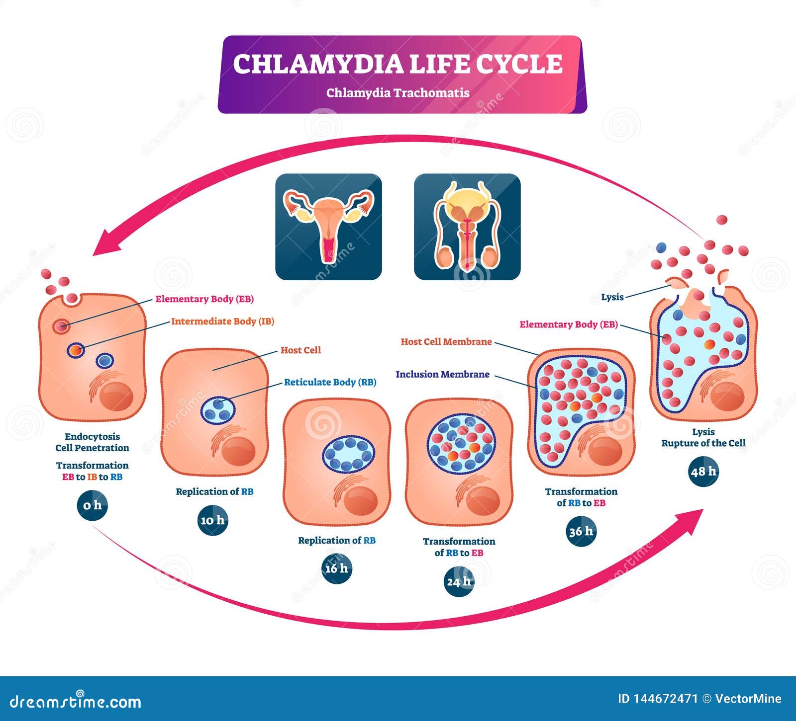 Chlamydia Life Cycle Vector Illustration. Labeled STI Infection