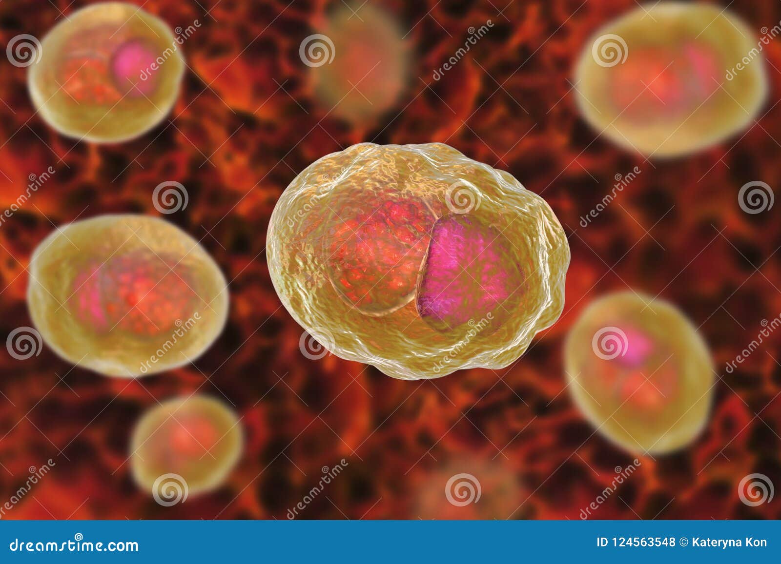chlamydia trachomatis bacteria