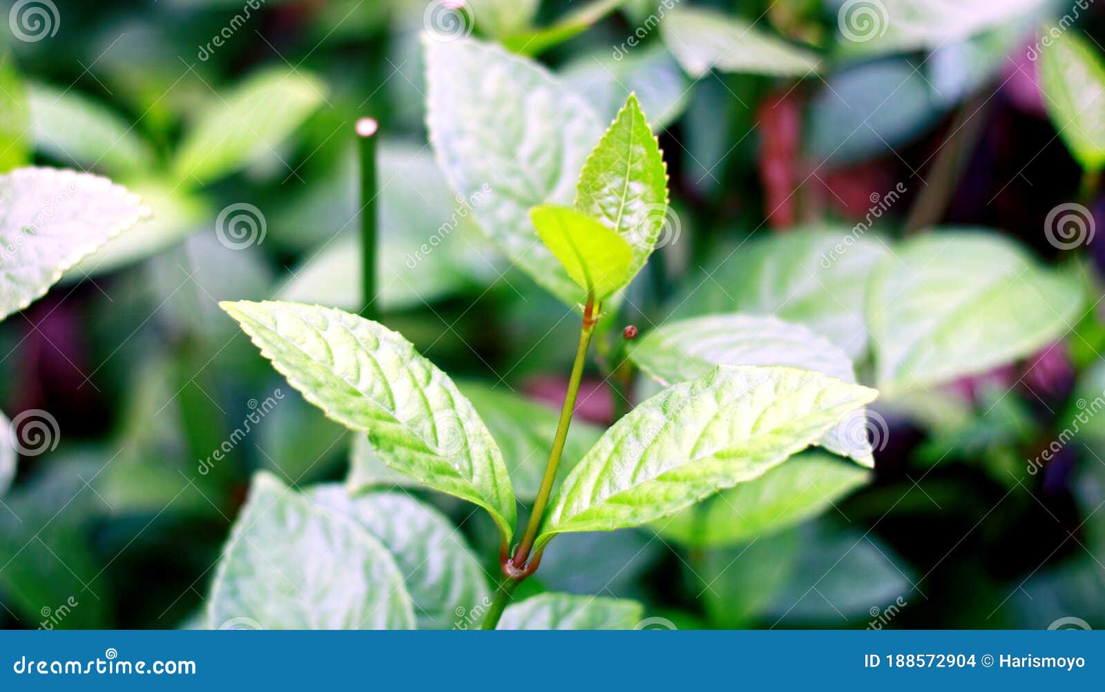 chlorantus officialis or heuras tulang