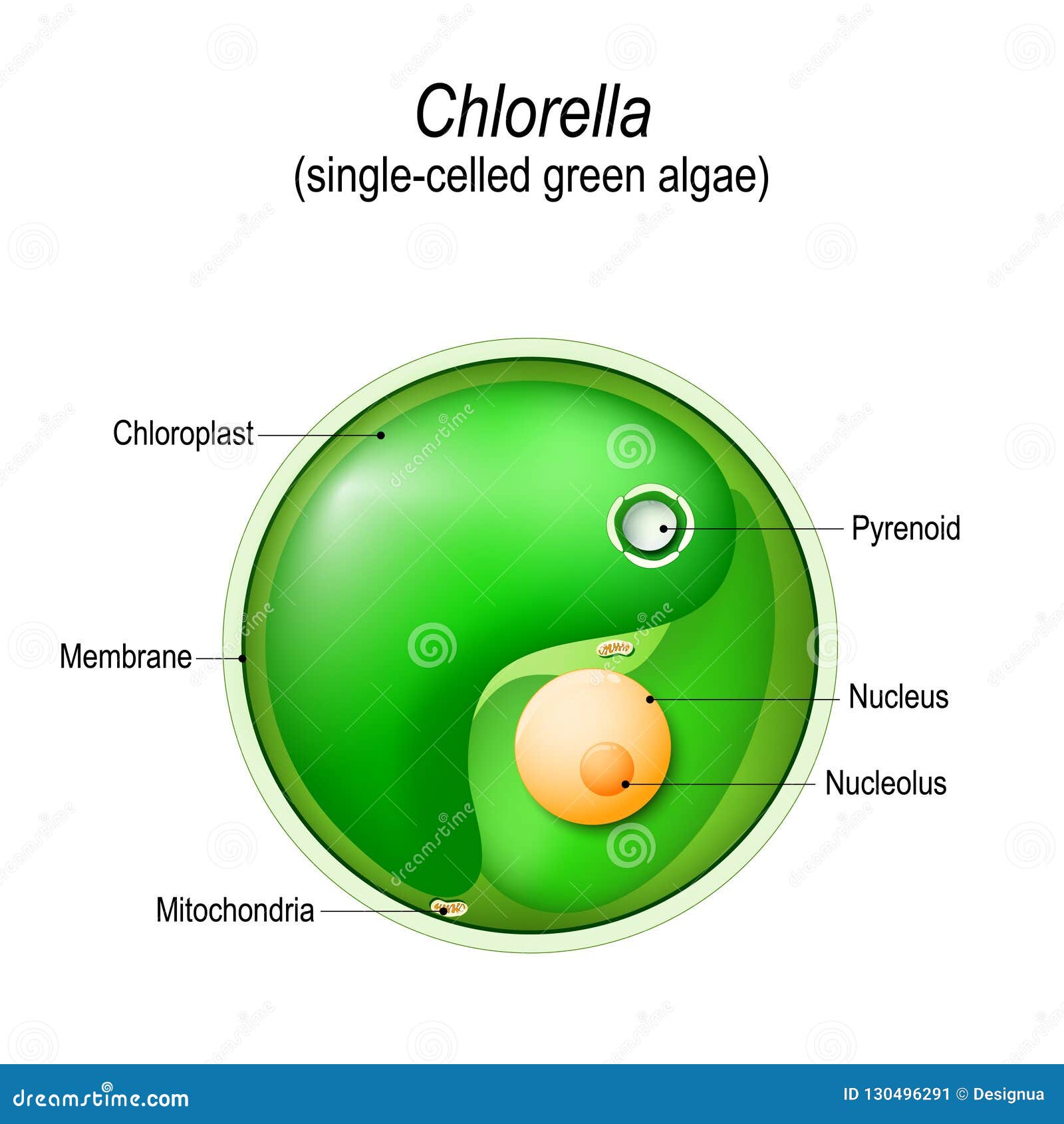 Chlorella Single-celled Green Algae Under Magnifying Glass Cartoon ...