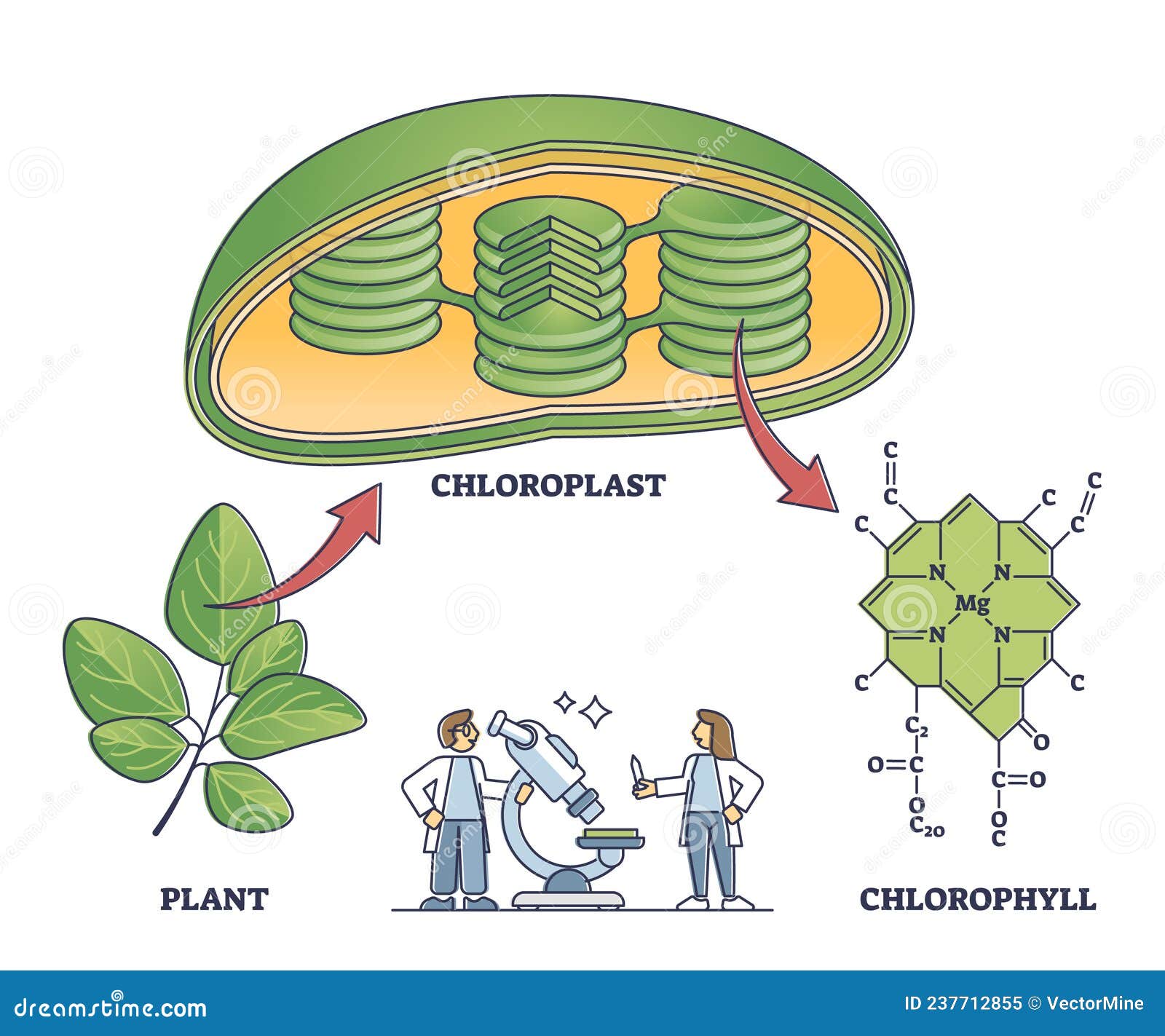 chlorophyll and chloroplast from plant to chemical formula outline diagram.