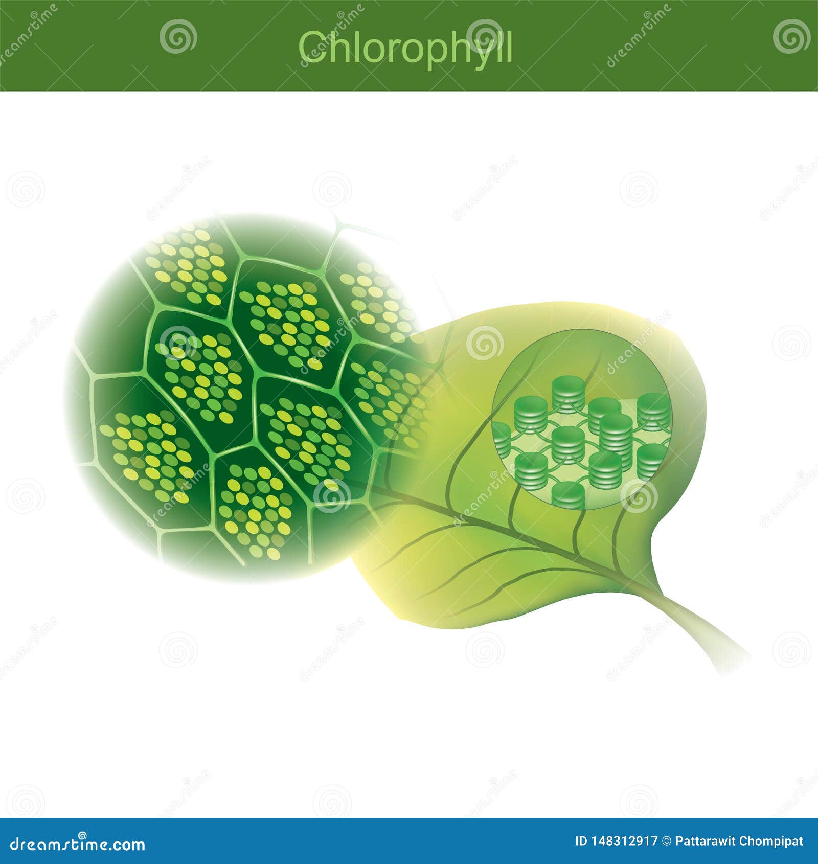 chlorophyll is a green photosynthetic pigment found in plants