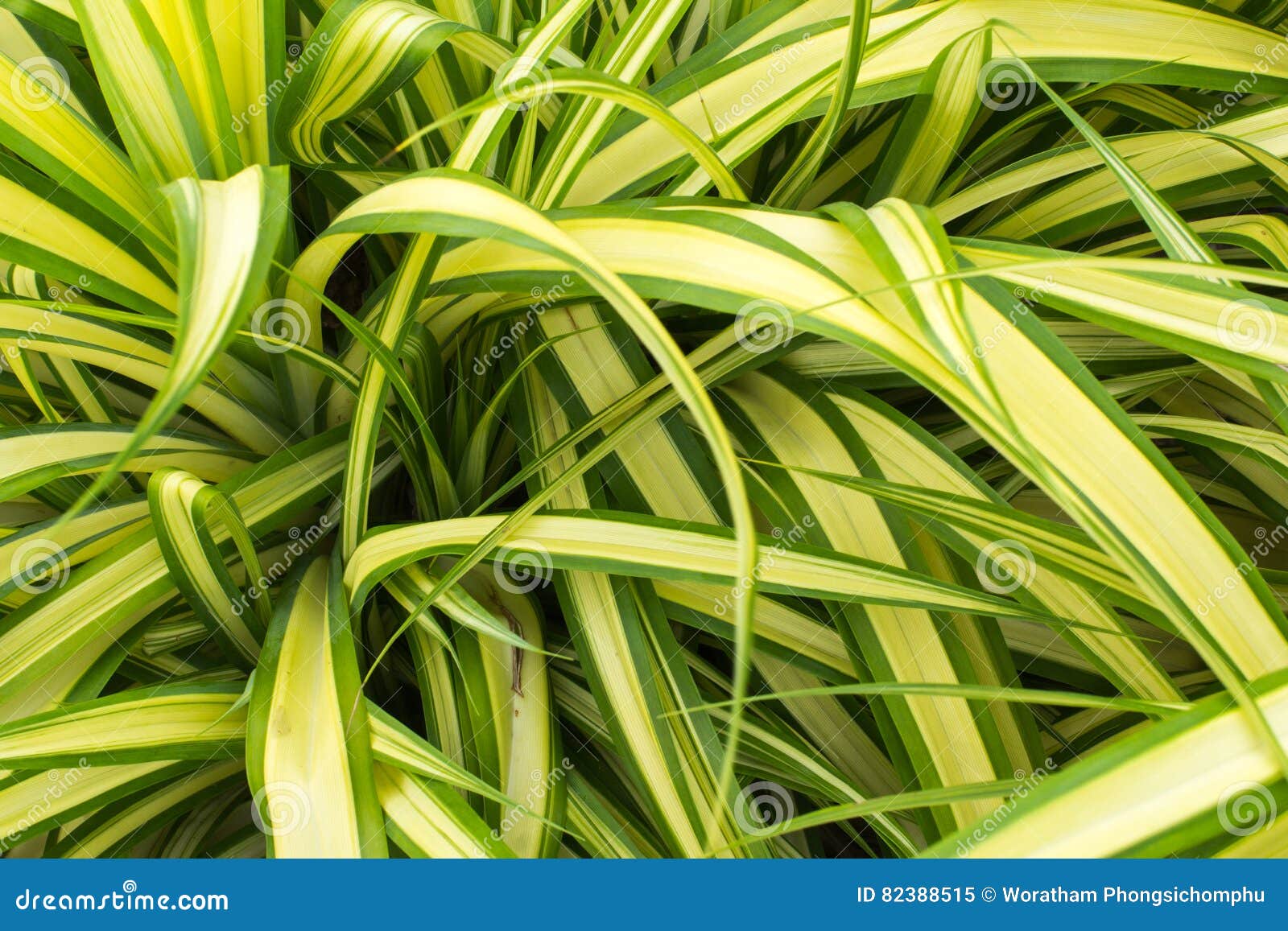 chlorophytum bichetil karre backe