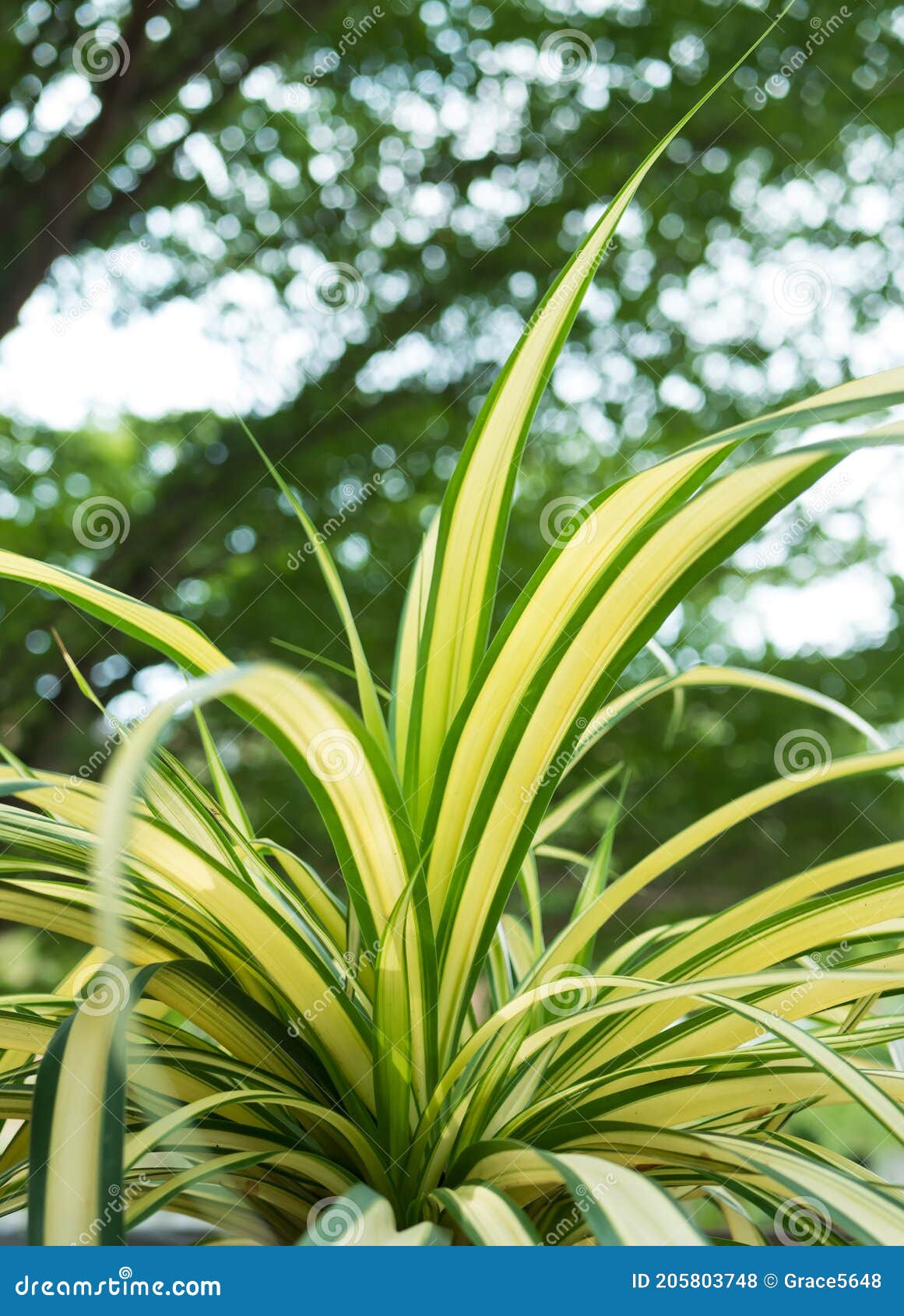 Chlorophytum Comosum it Also Known As Spider Plant Stock Photo Image