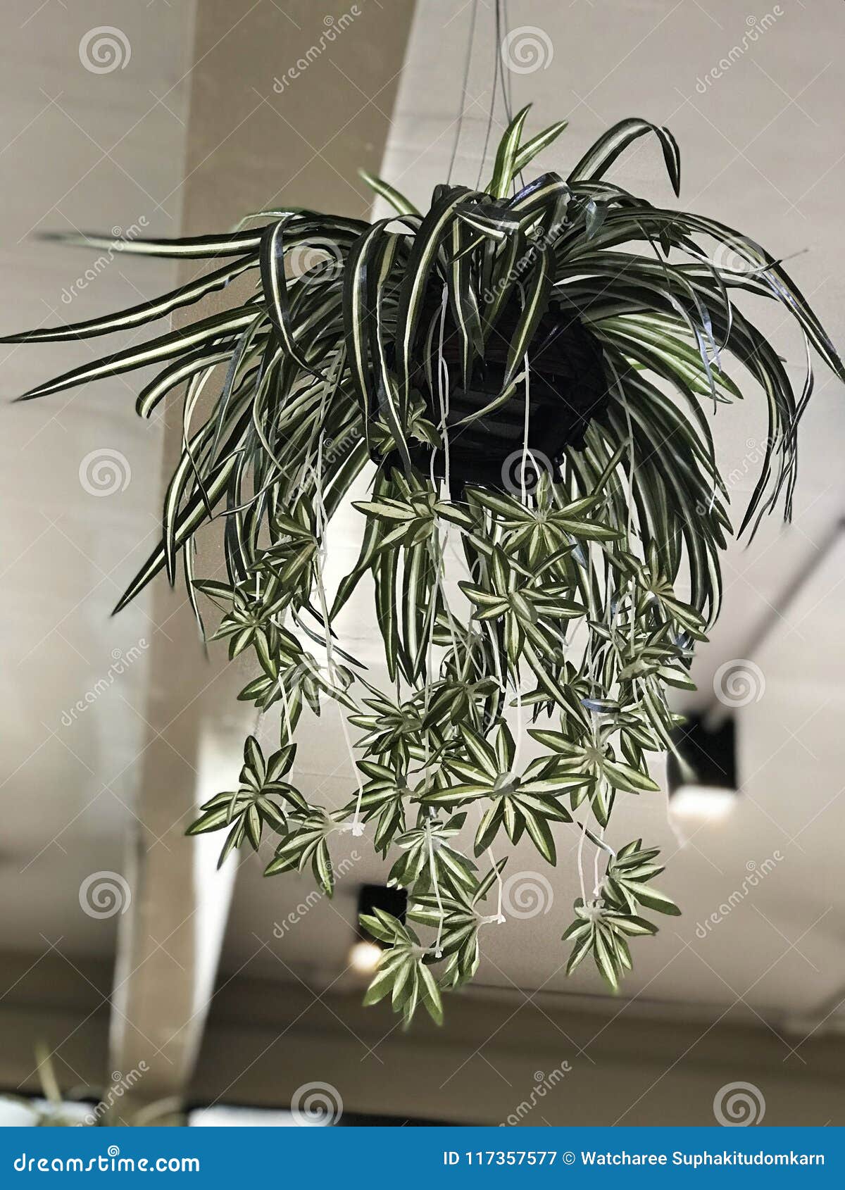 Chlorophytum Comosum Or Spider Plant Or Airplane Plant Or Spider Ivy Or Ribbon Plant Stock Image Image Of Herbal Biology 117357577