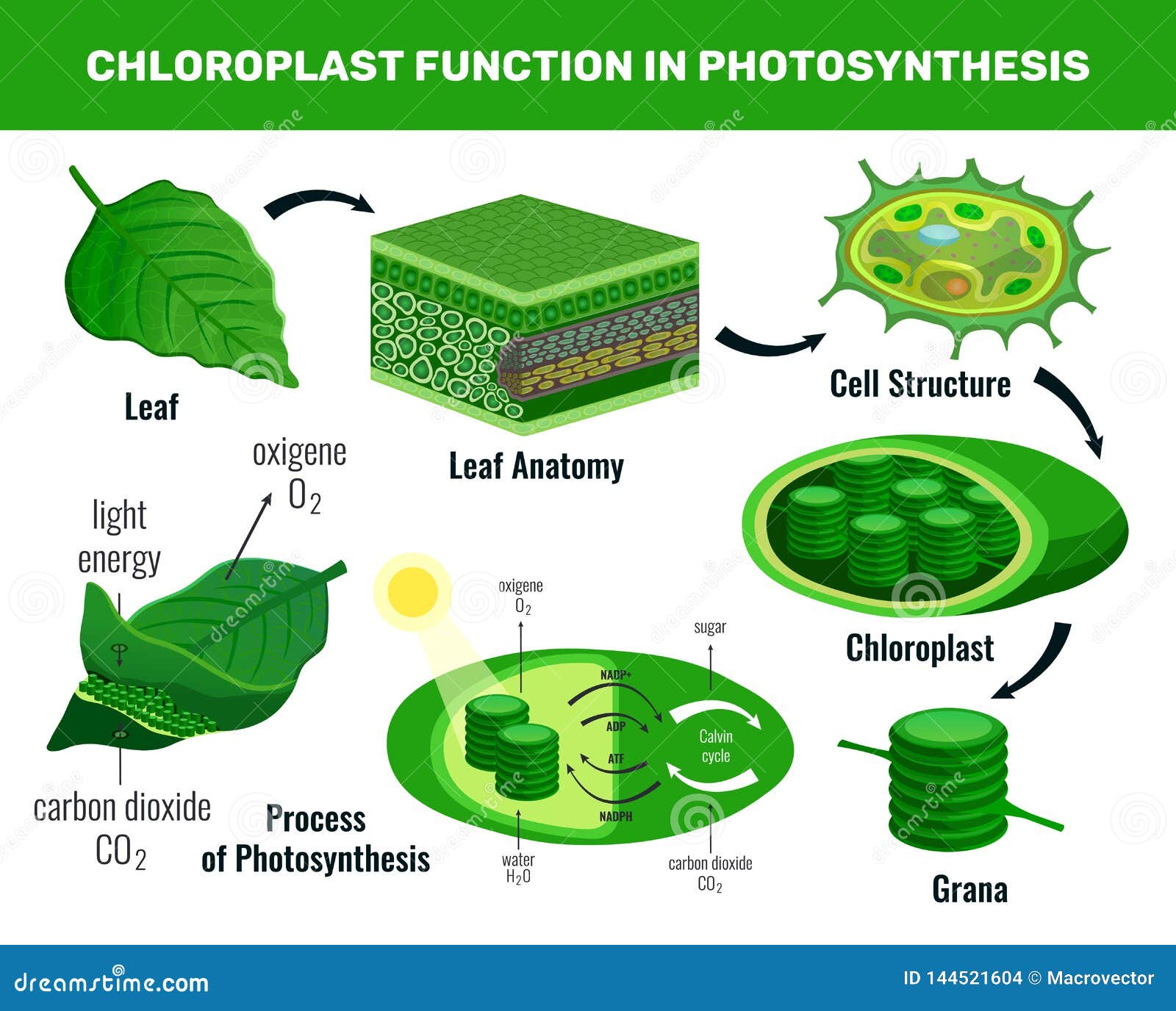 Cell Energy Chart