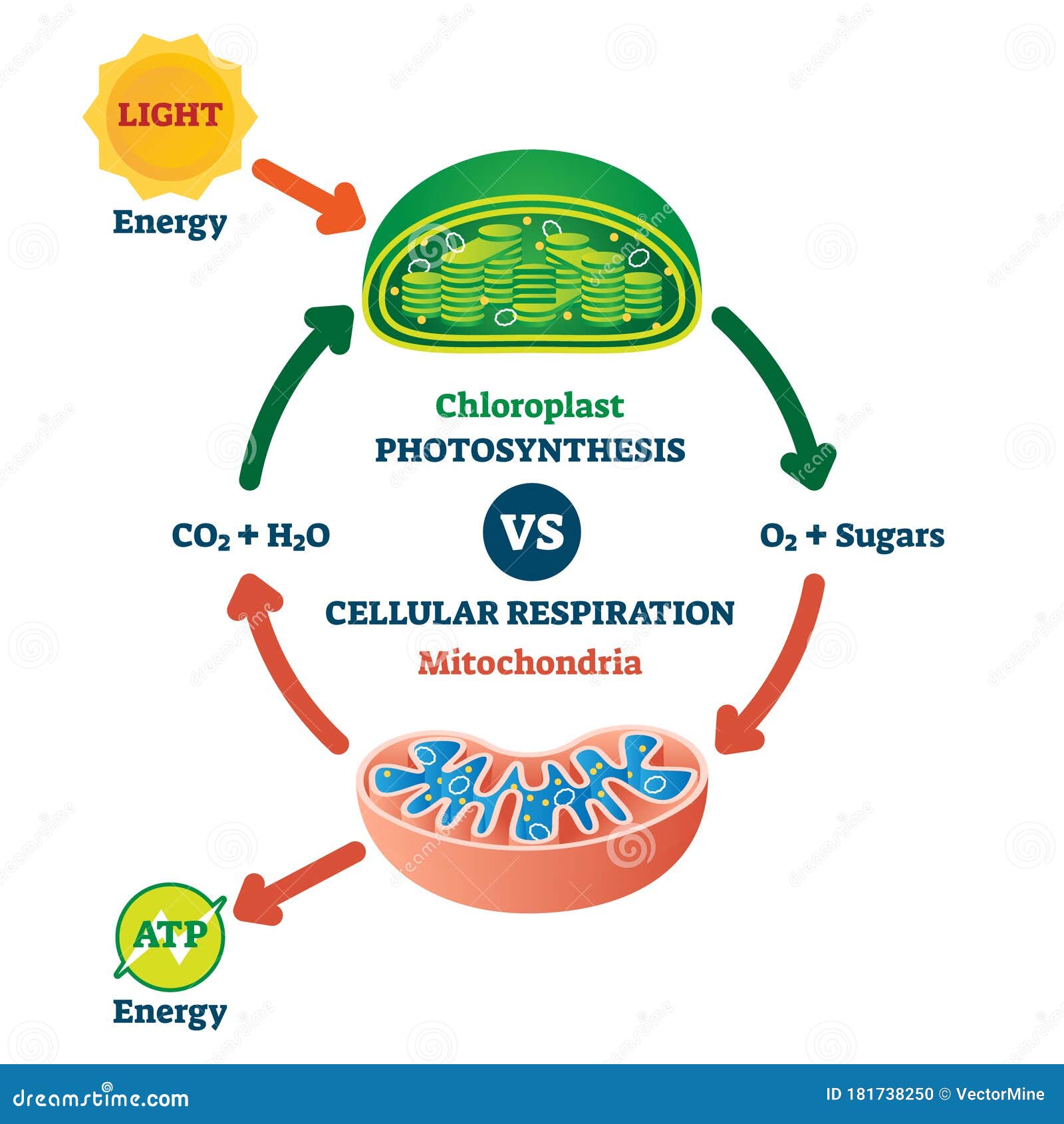 chloroplast vs mitochondria process educational scheme  .