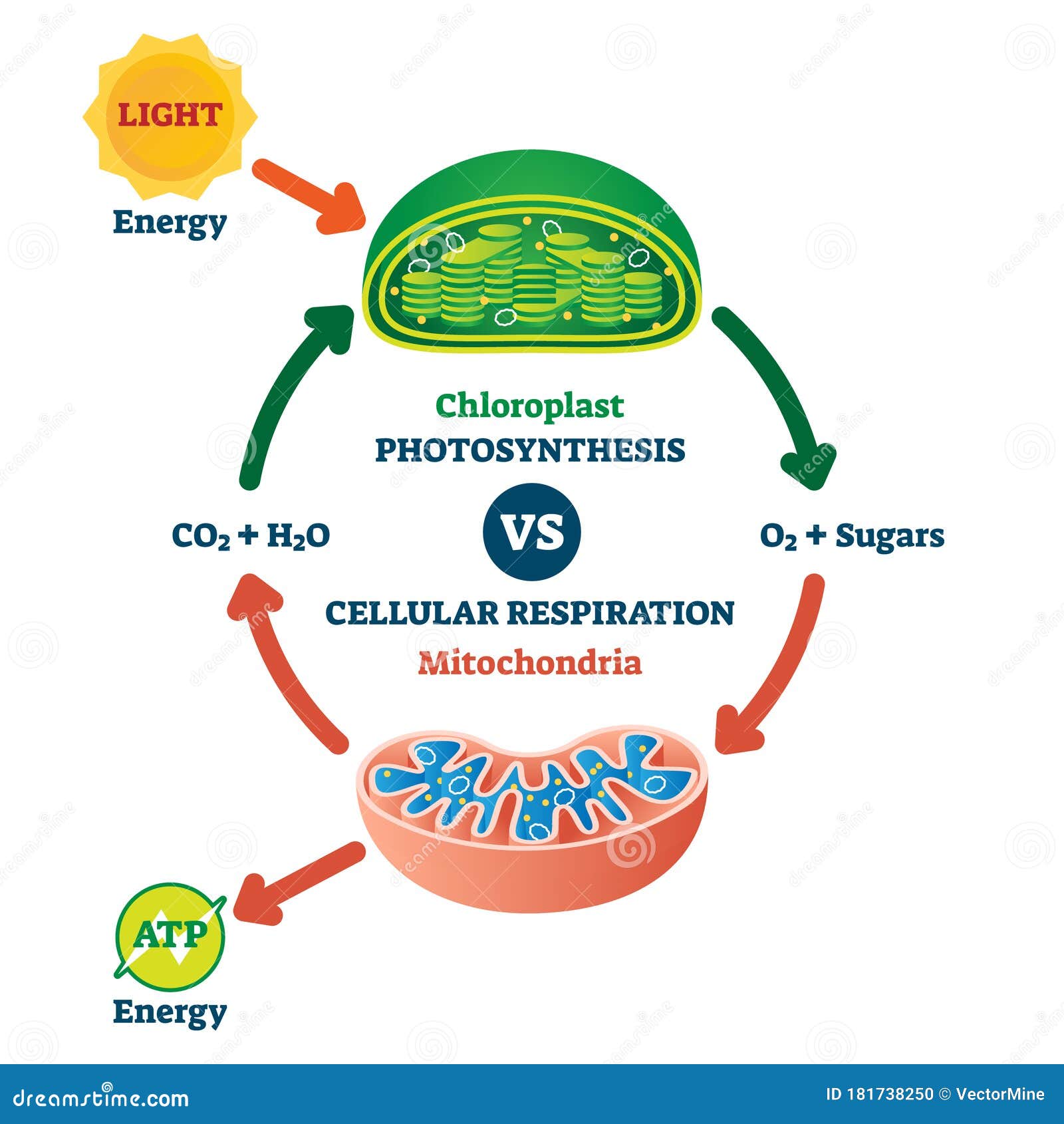 Cellular Respiration Stock Illustrations 97 Cellular Respiration Stock Illustrations Vectors Clipart Dreamstime
