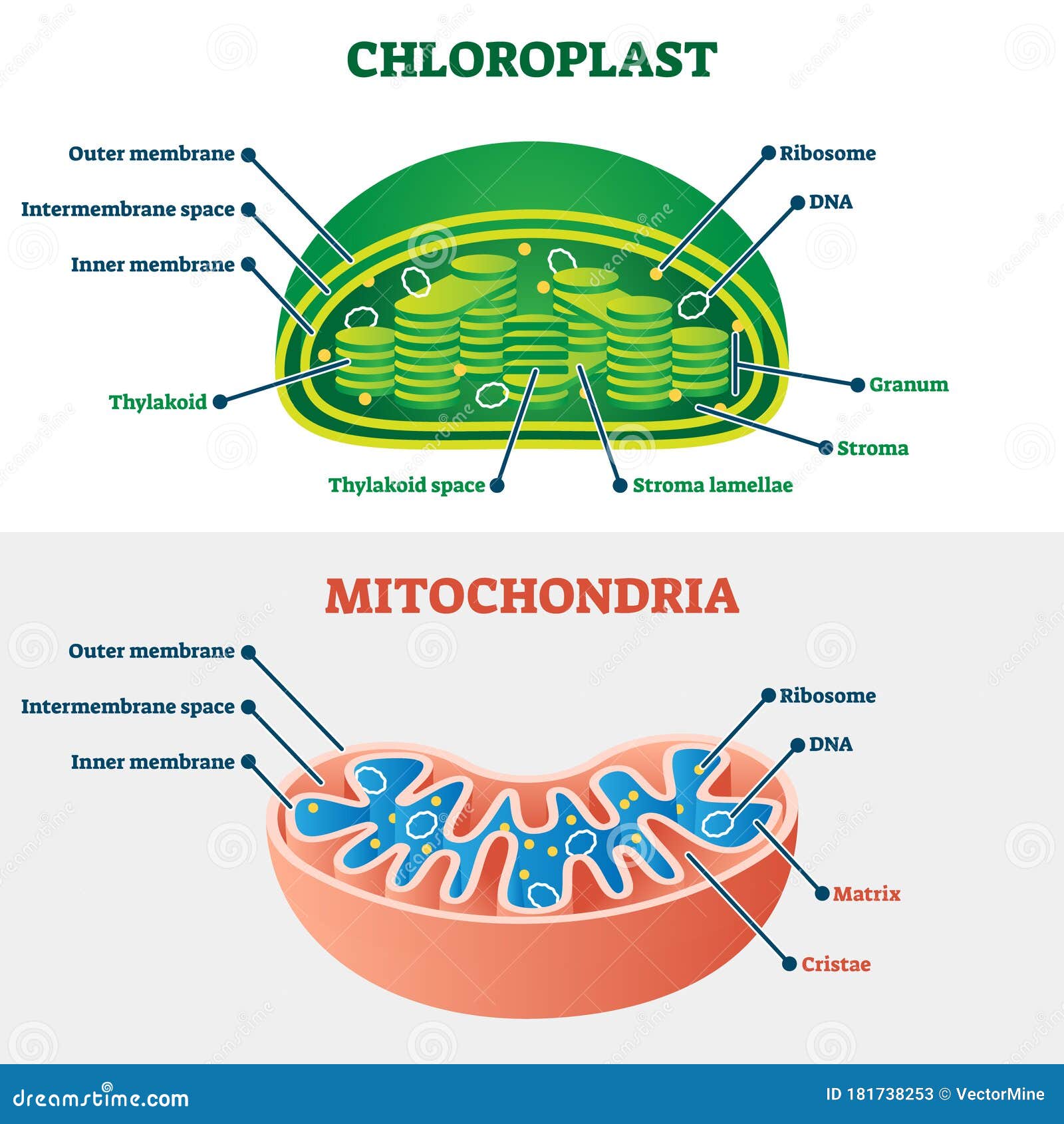 chloroplast vs mitochondria  . labeled structure scheme.