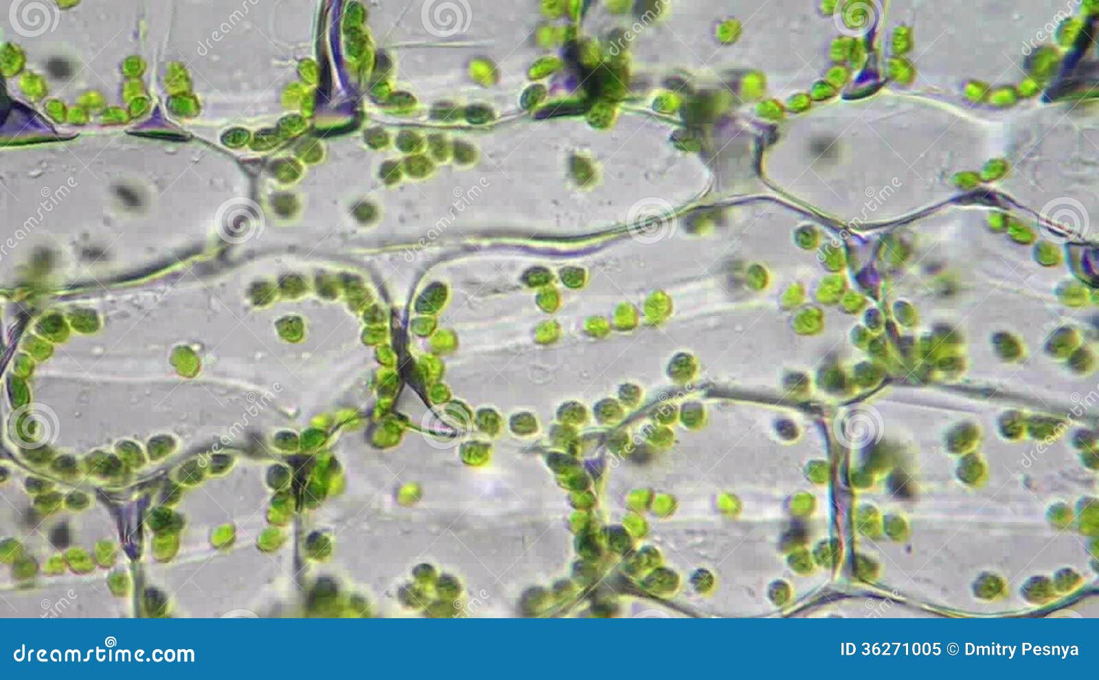 Generic green plant cells under a micros, Stock Video