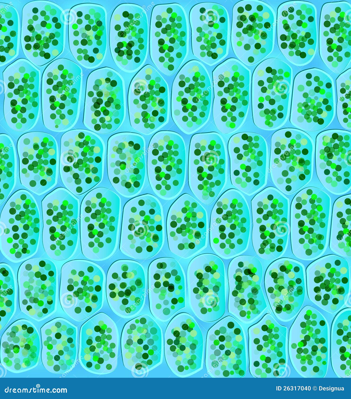 chloroplasts visible in the cells