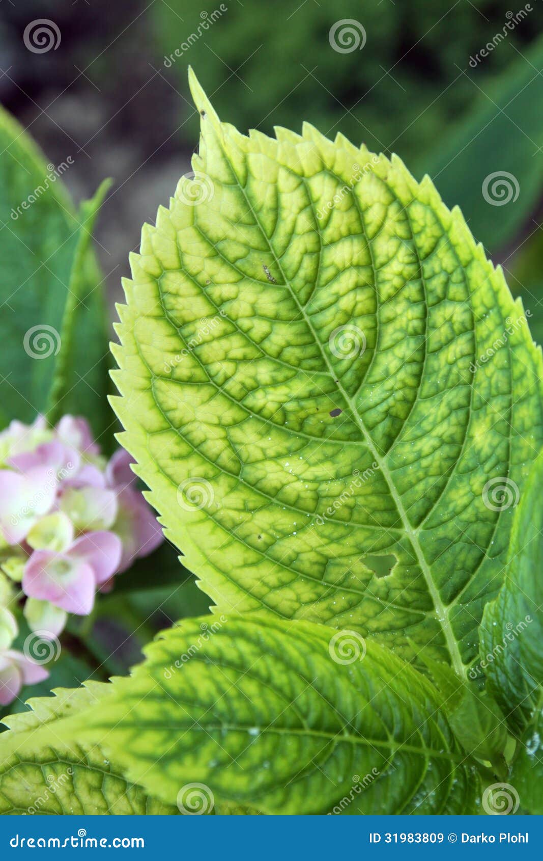 Chlorosis On The Plants Royalty Free Stock Images Image