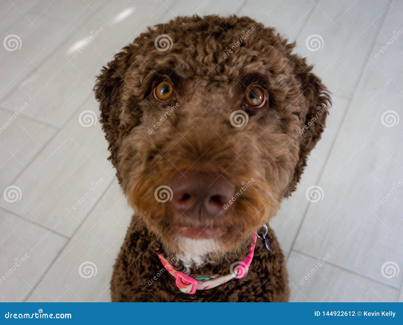 labradoodle eyes