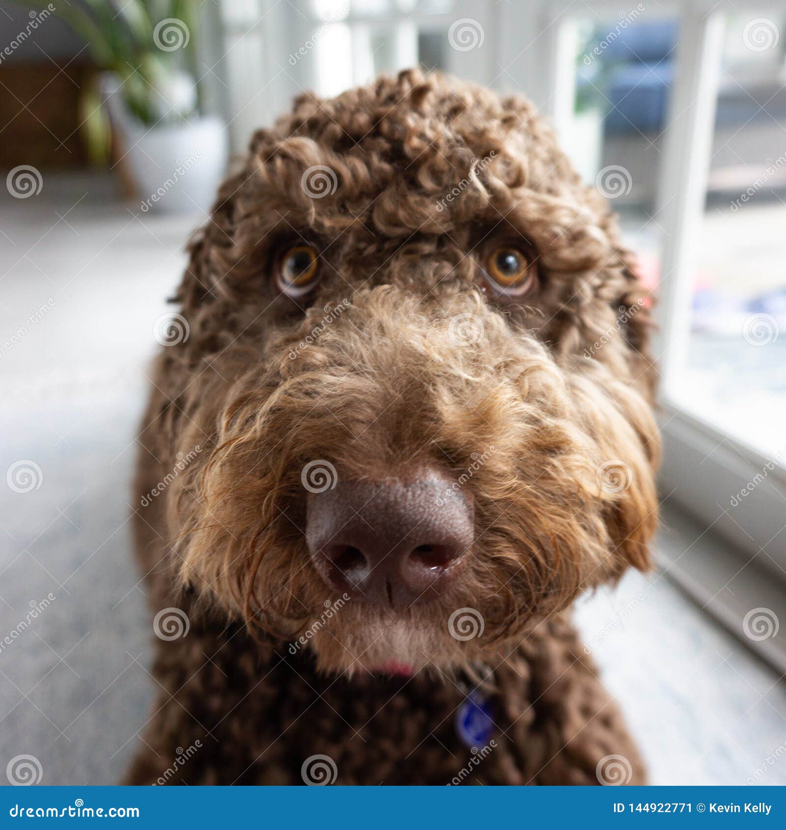 labradoodle eyes