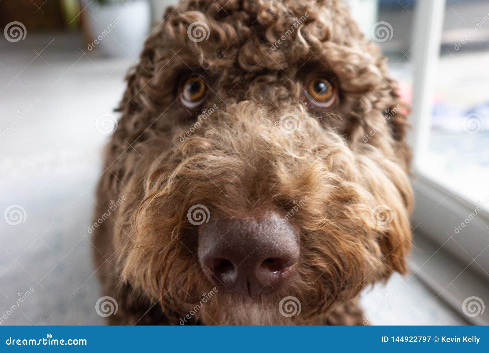 labradoodle eyes