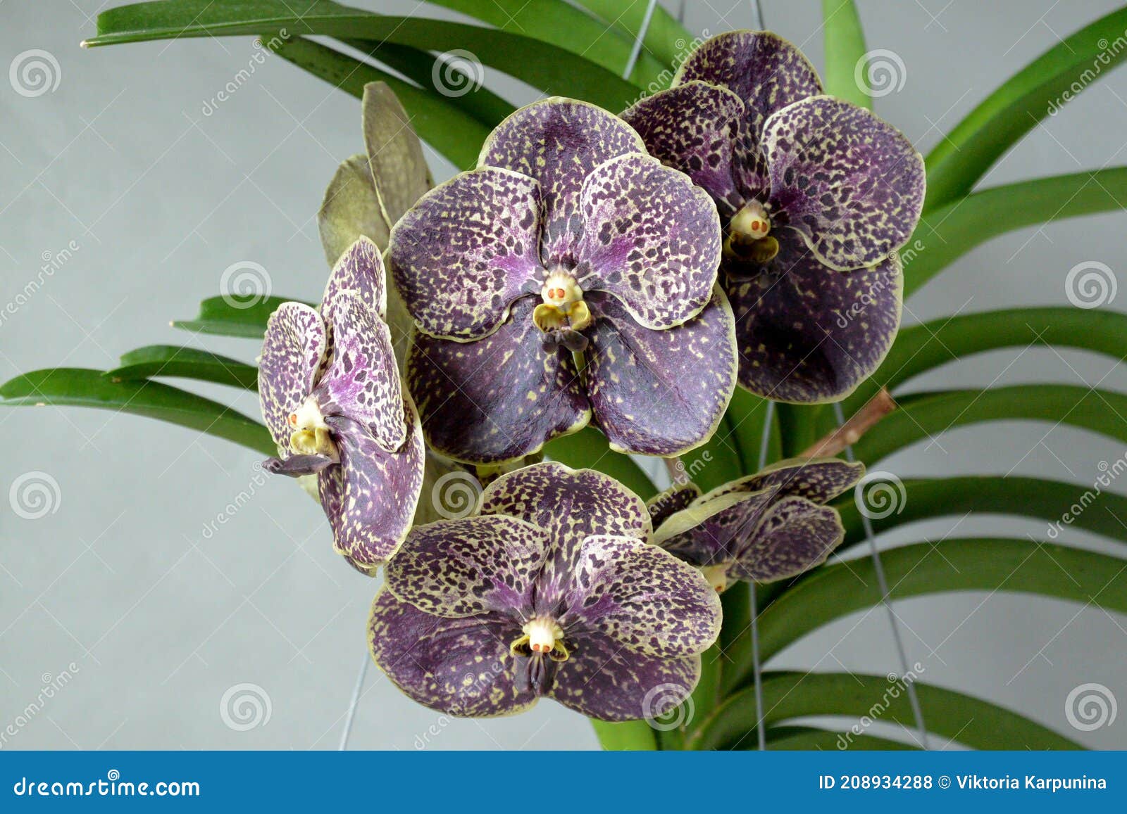 Chocolat Noir D'orchidée Vanda. Fleur Tropicale. Photo stock - Image du  lumineux, floral: 208934288