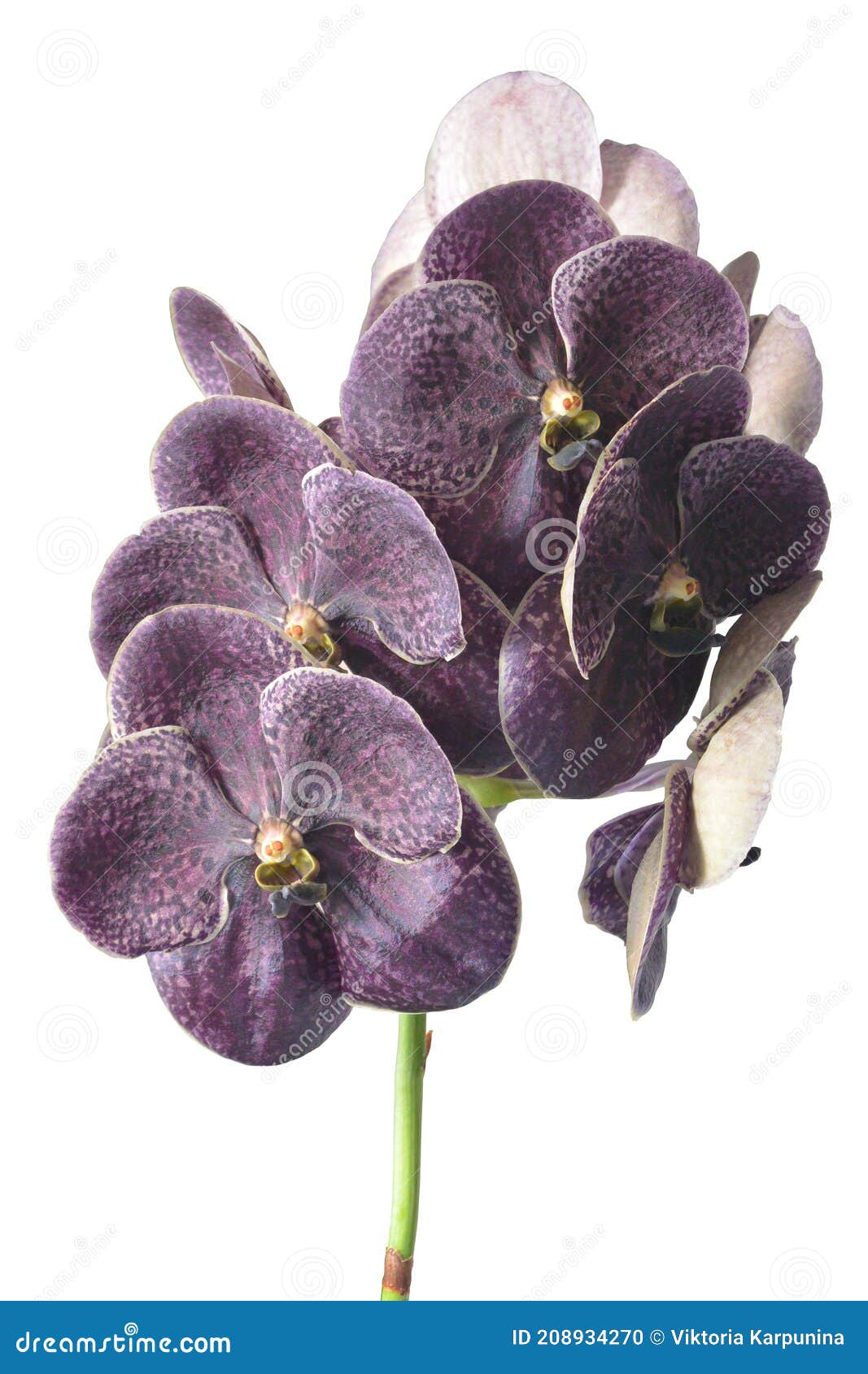 Chocolat Noir Orchidée Vanda Isolé Sur Blanc Photo stock - Image du  tropique, violette: 208934270