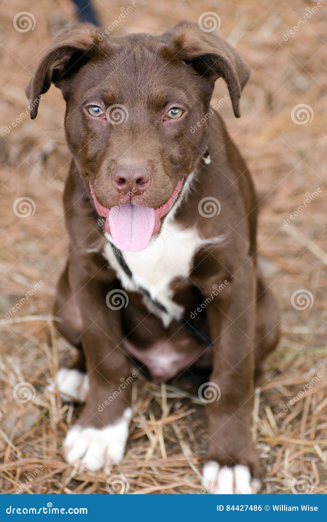 Chocolate American Pitbull Terrier Puppy Dog Stock Photo - Image of photography, boxer: 84427486