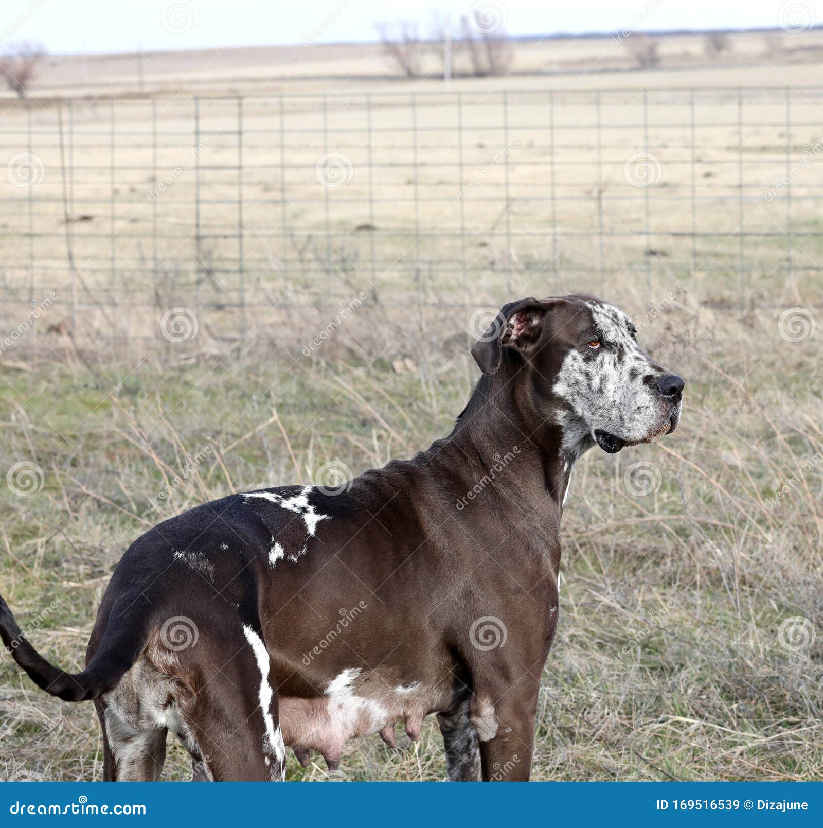 chocolate harlequin great dane