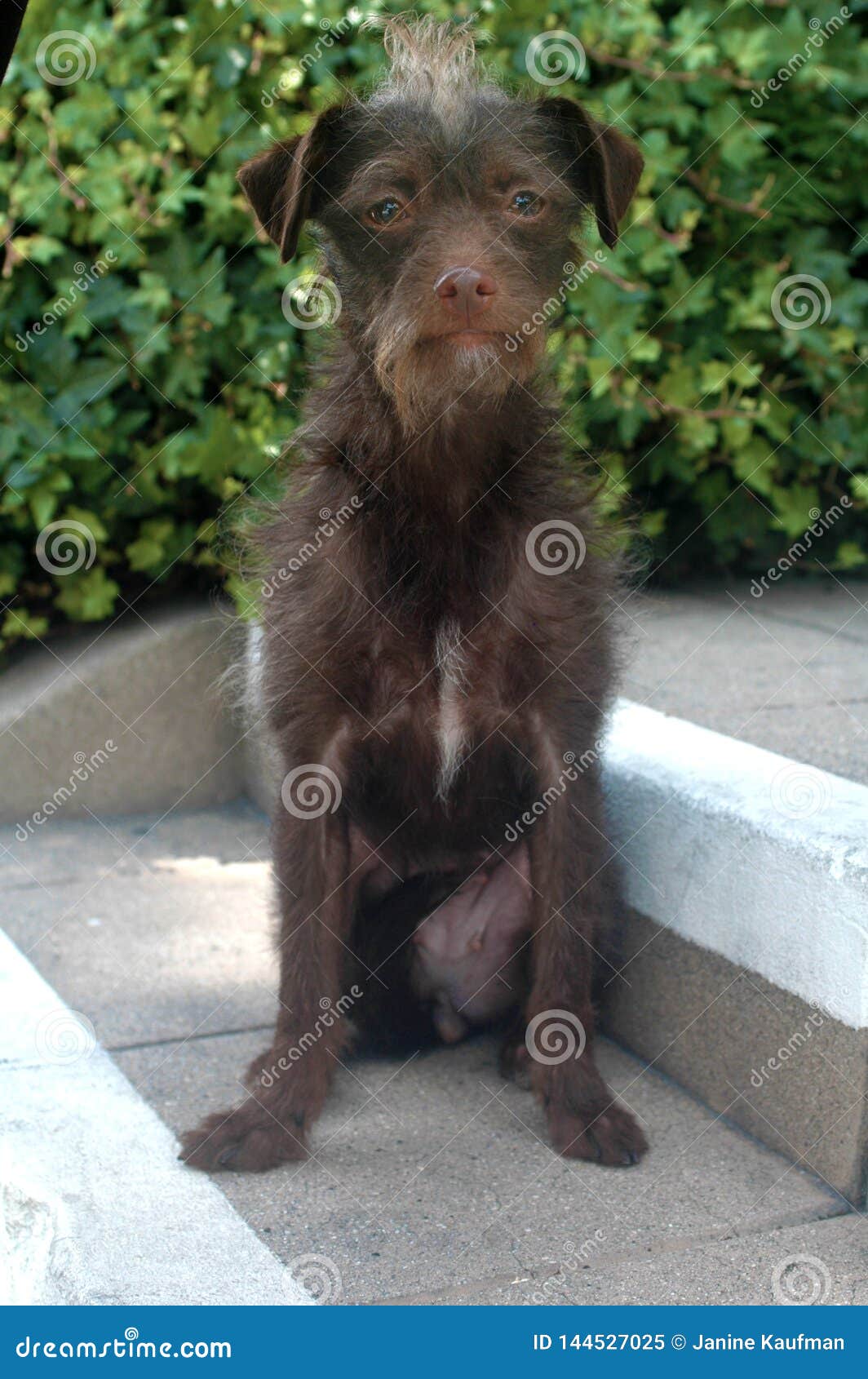Chocolate Brown Wire Haired Terrier Female Mix Breed Pup on Steps Stock  Image - Image of smiling, close: 144527025