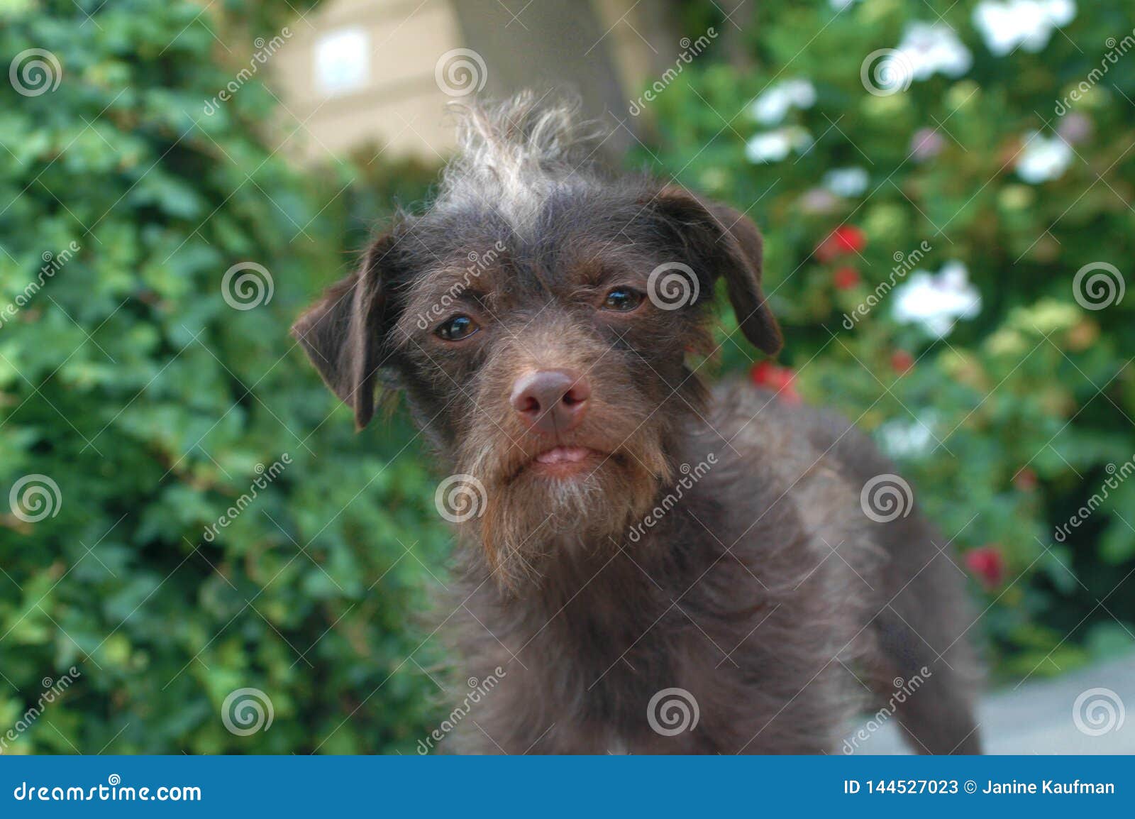 Chocolate Brown Wire Haired Terrier Female Mix Breed Sad Pup Stock Image -  Image of canine, adorable: 144527023