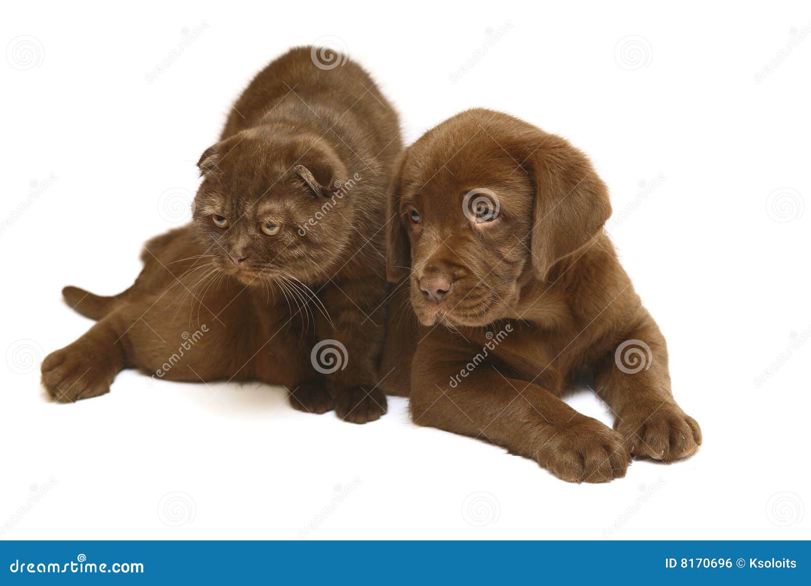 Can Cats And Dogs Eat Chocolate