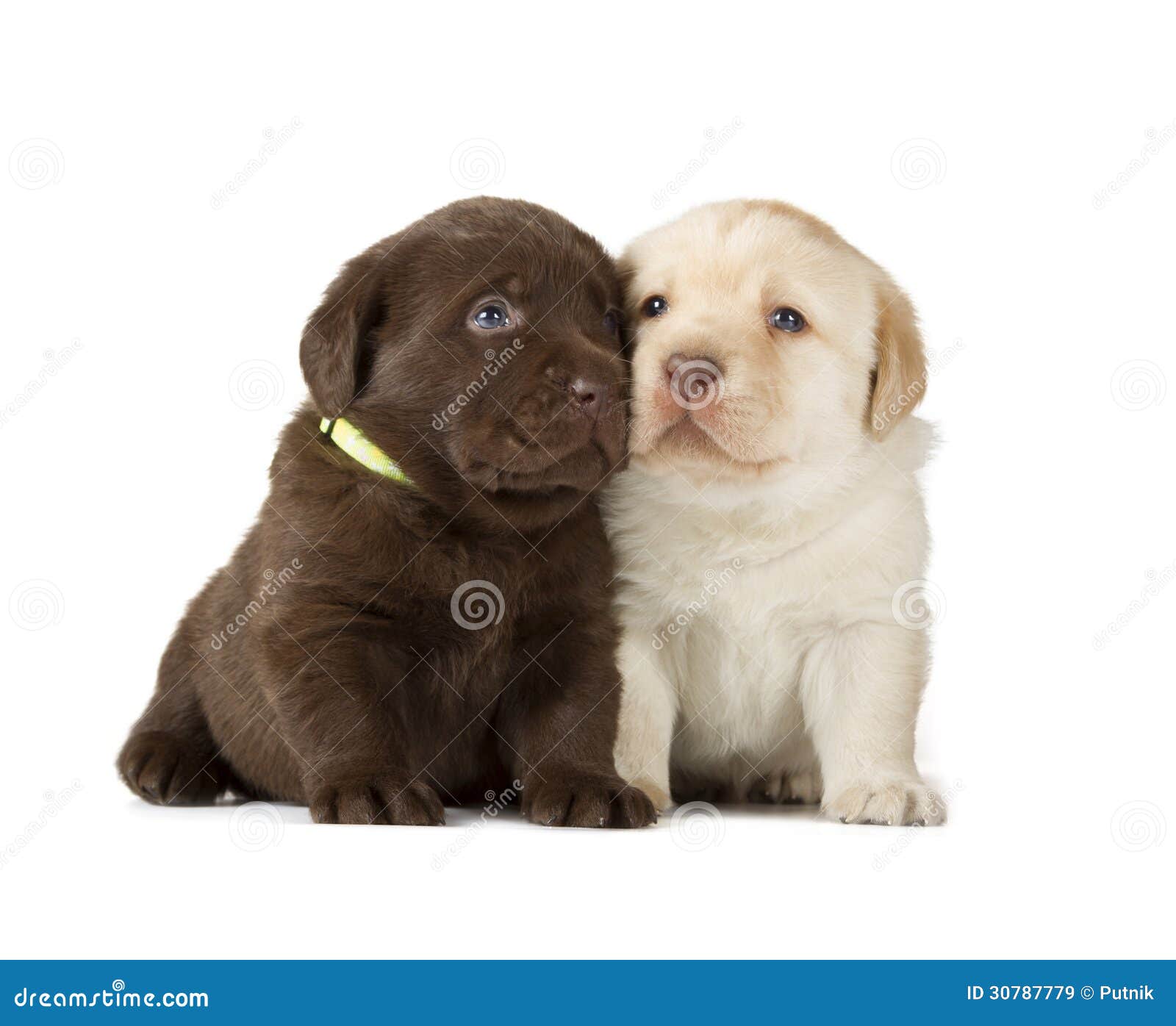 chocolate lab and golden retriever puppies