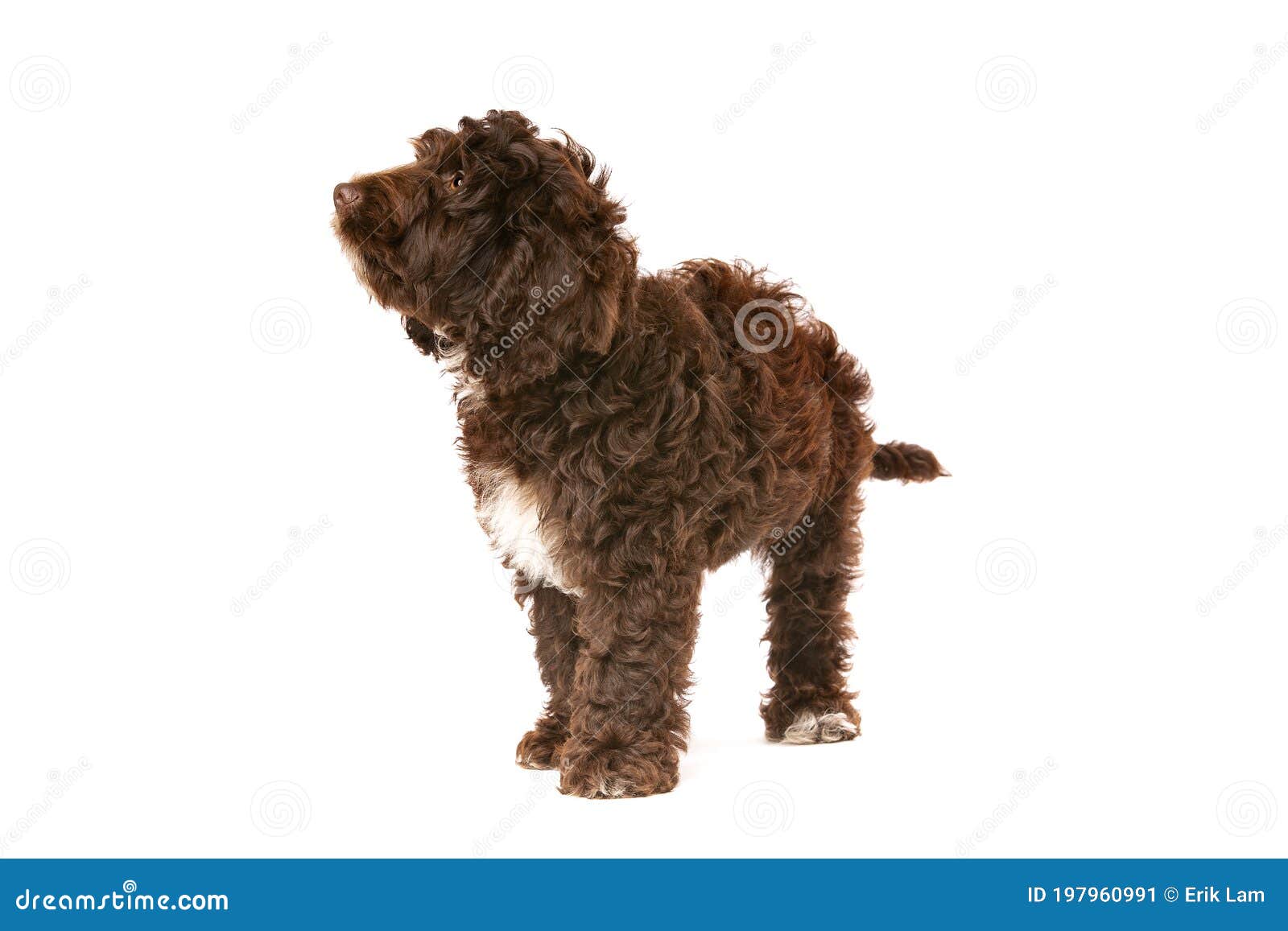 chocolate and white cockapoo